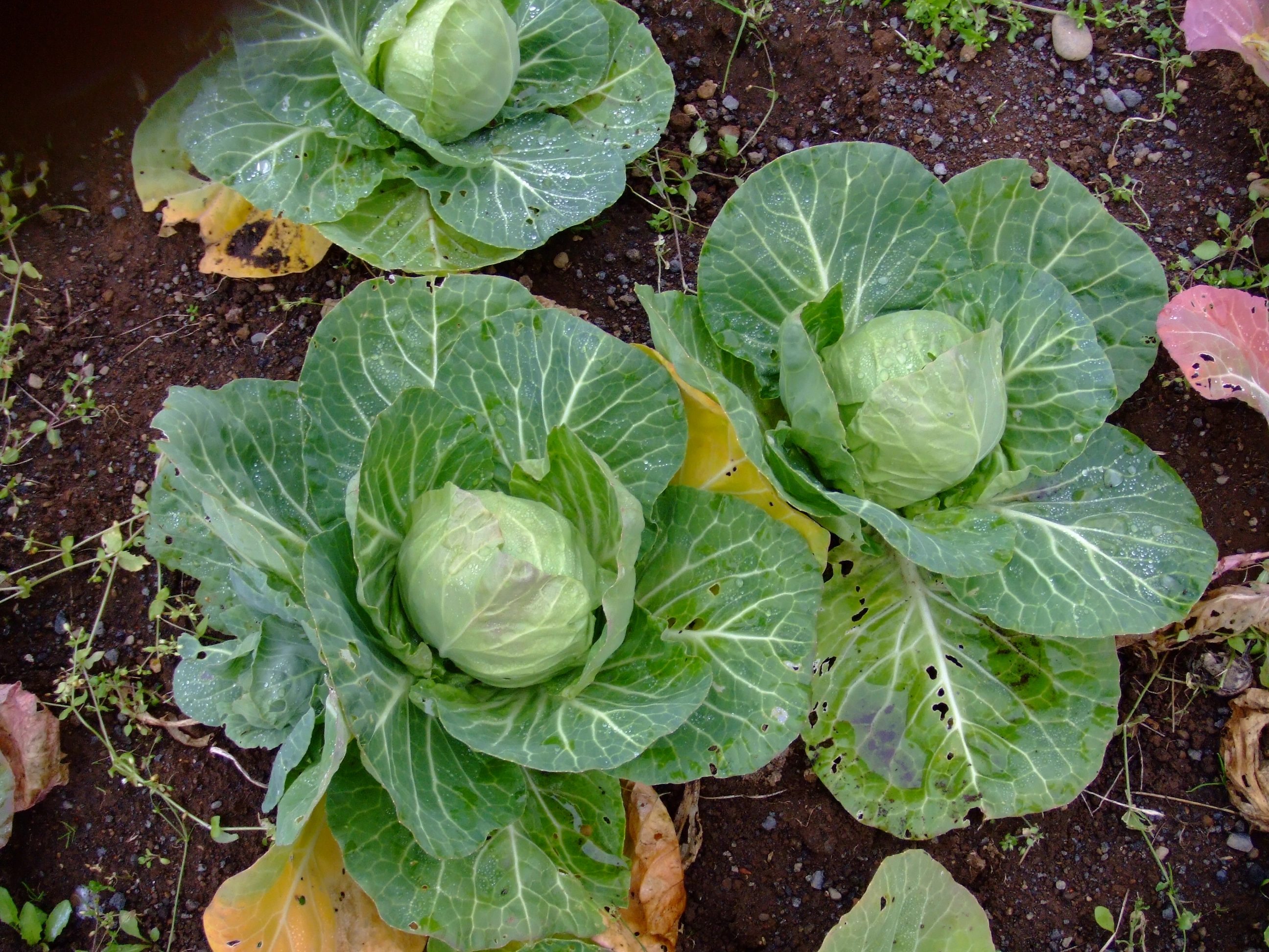 : Brassica oleracea capitata.