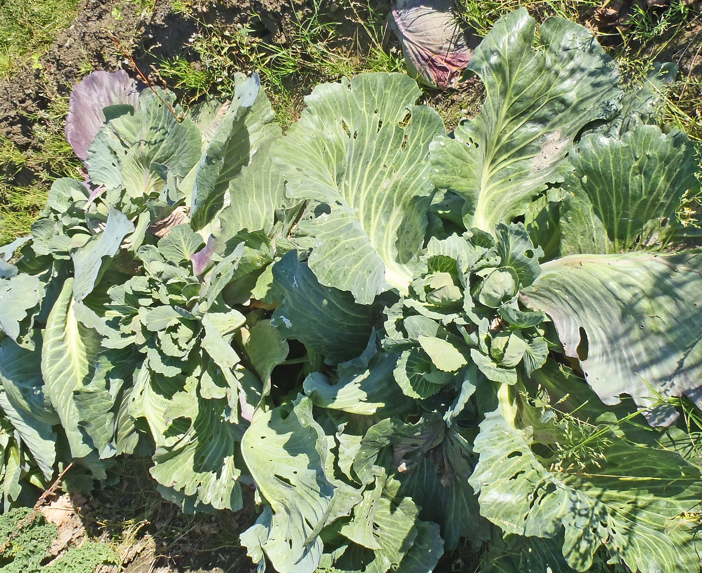 : Brassica oleracea gemmifera.