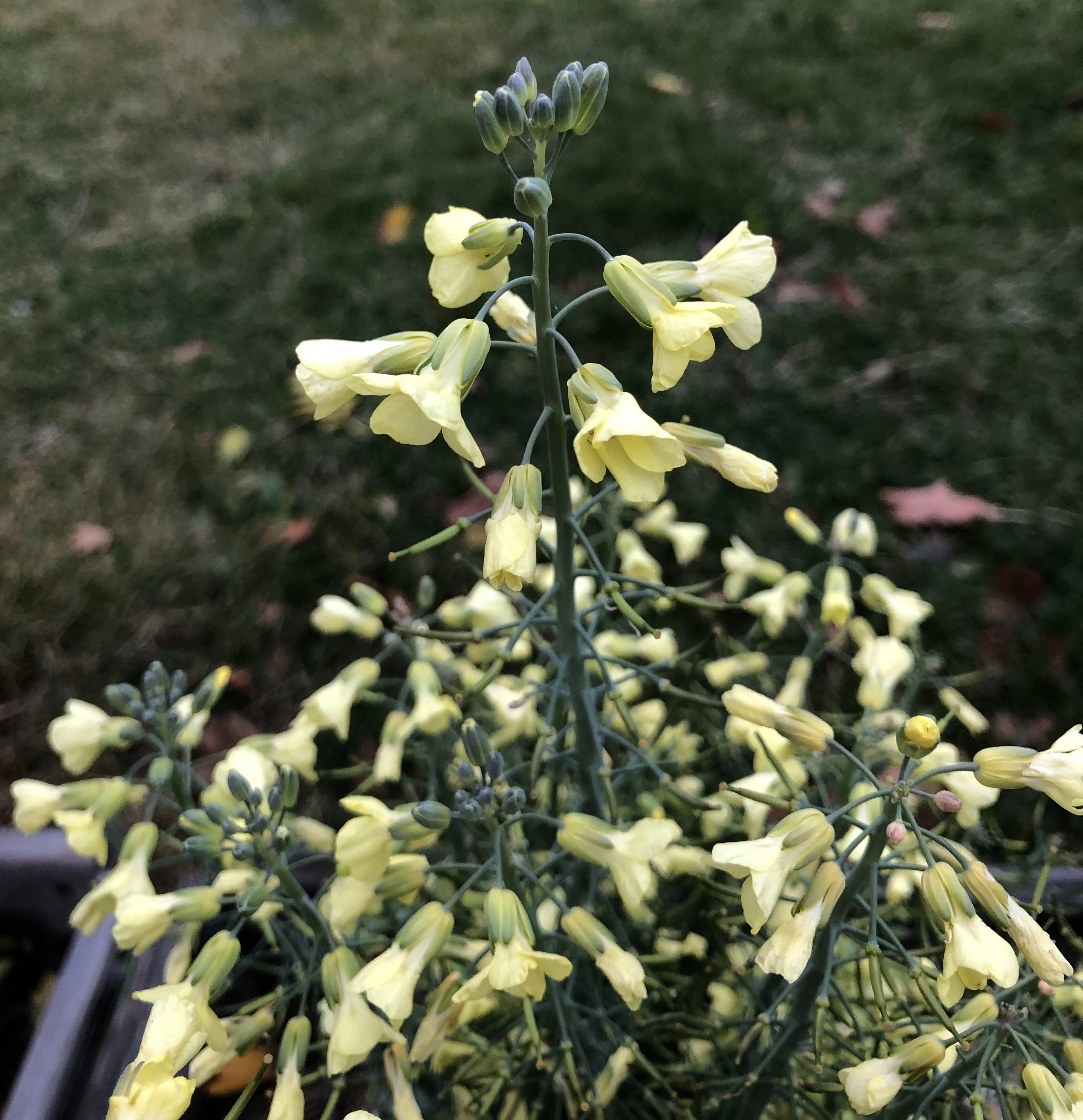 : Brassica oleracea.