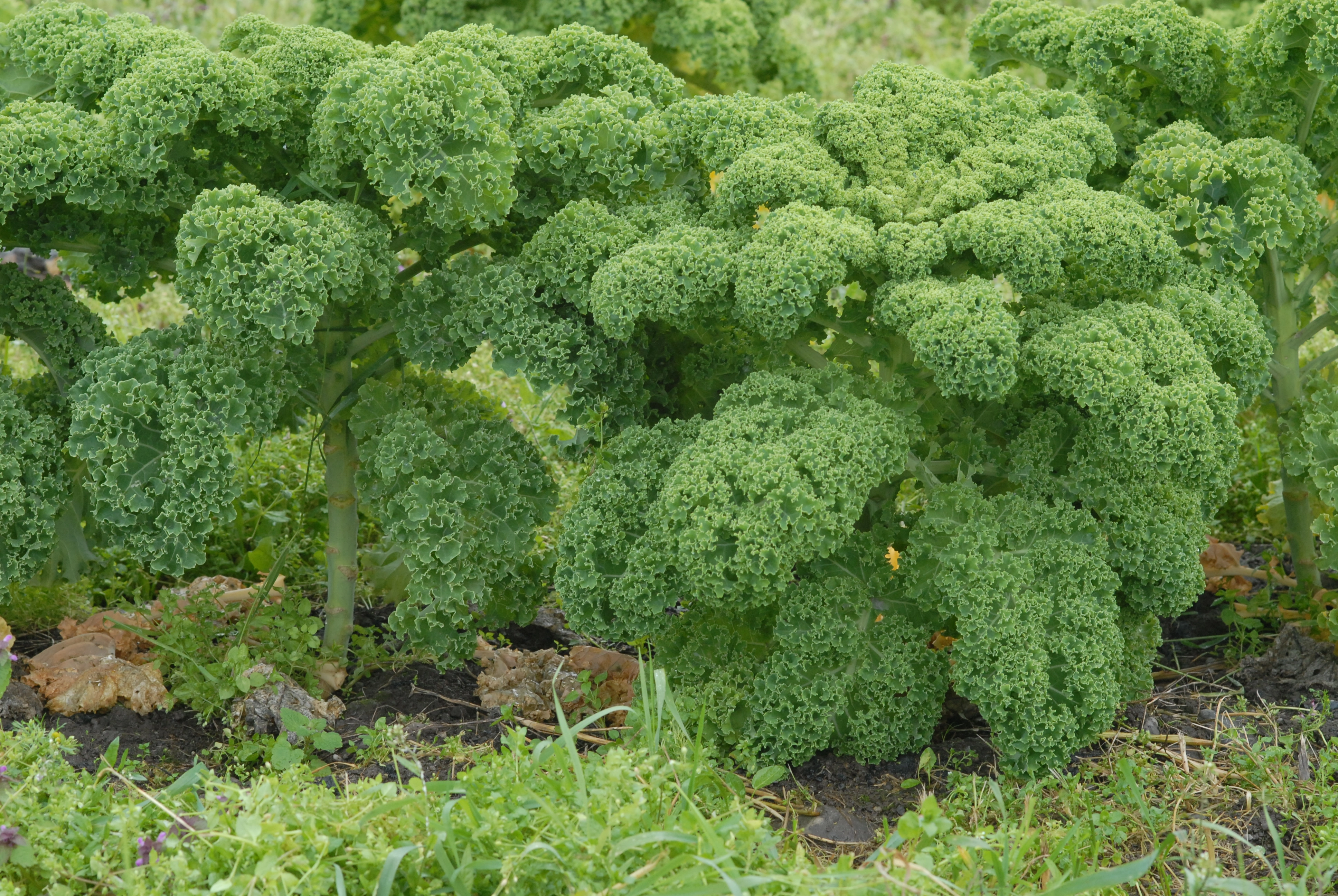 : Brassica oleracea viridis.