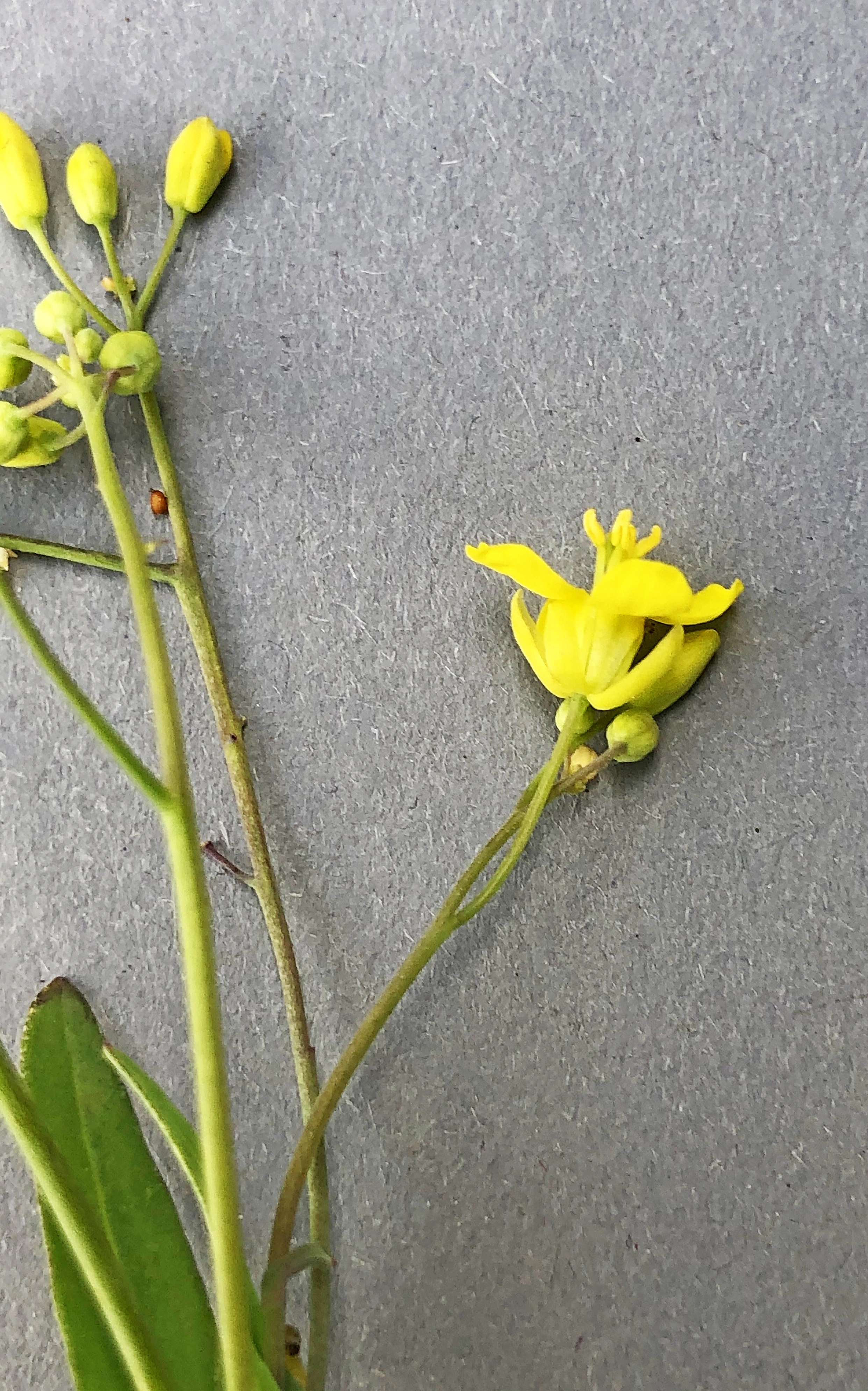 : Brassica rapa campestris.