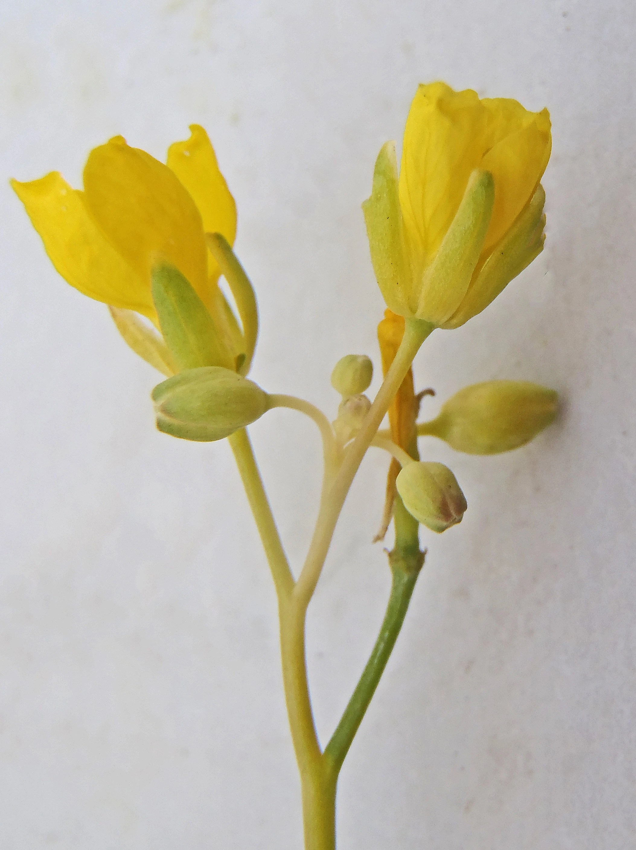 : Brassica rapa campestris.