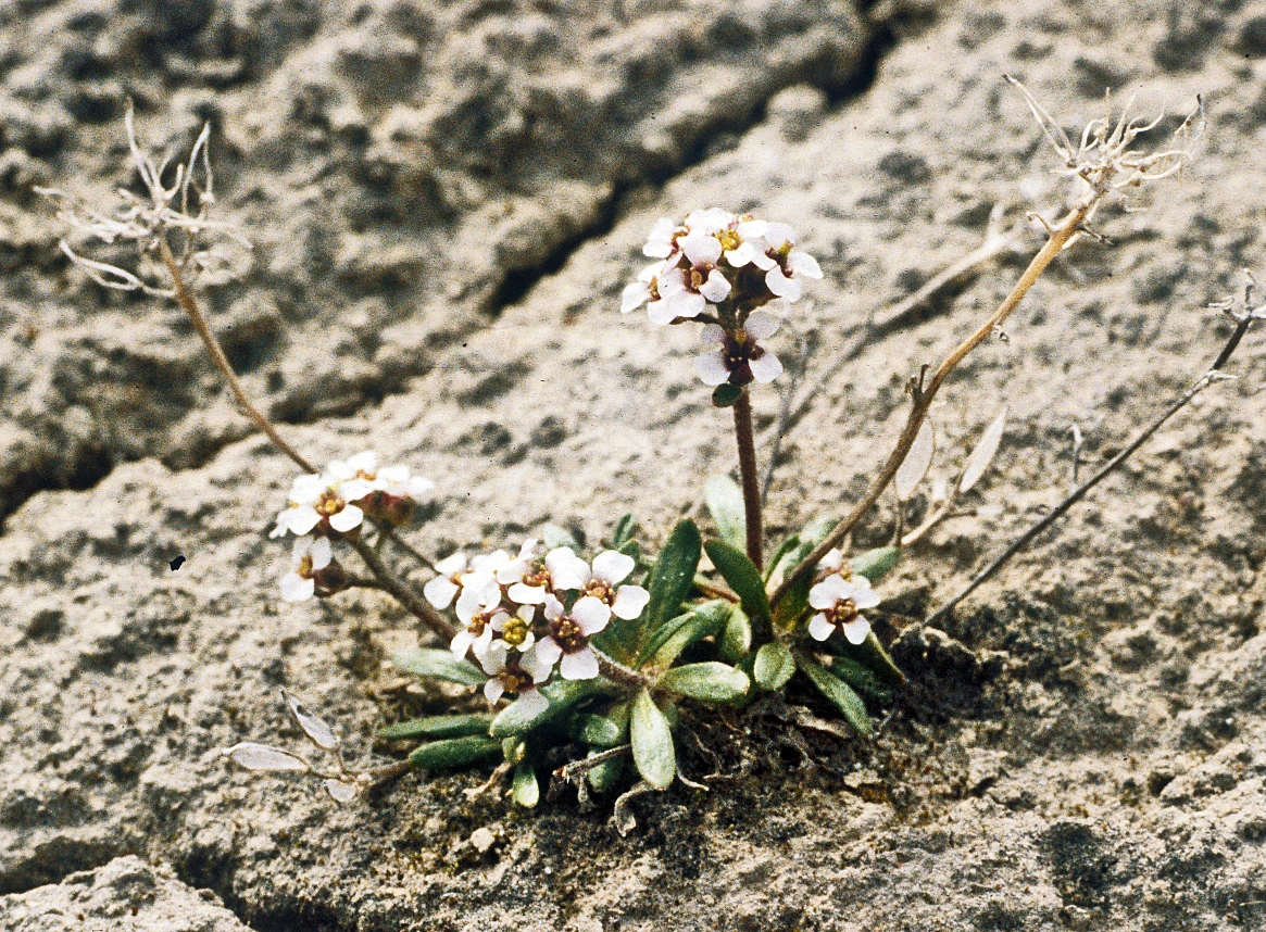 : Braya purpurascens.