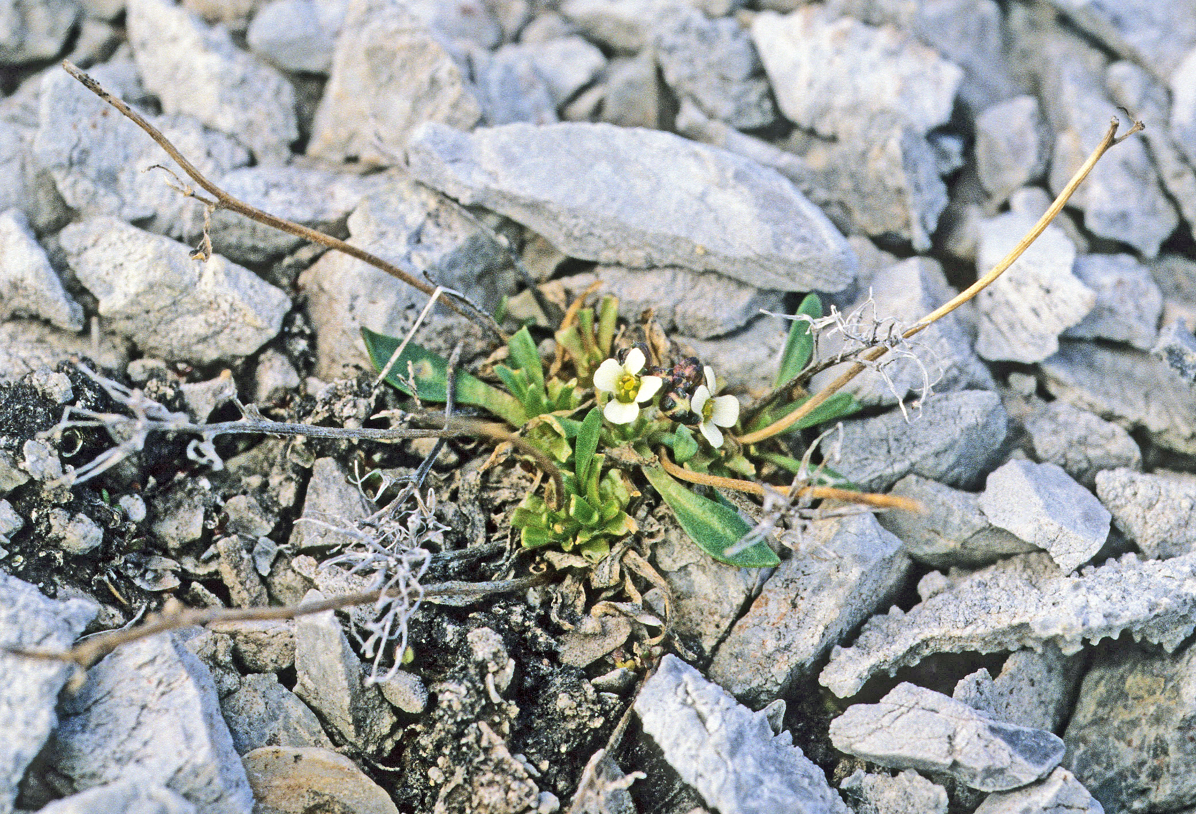 : Braya purpurascens.