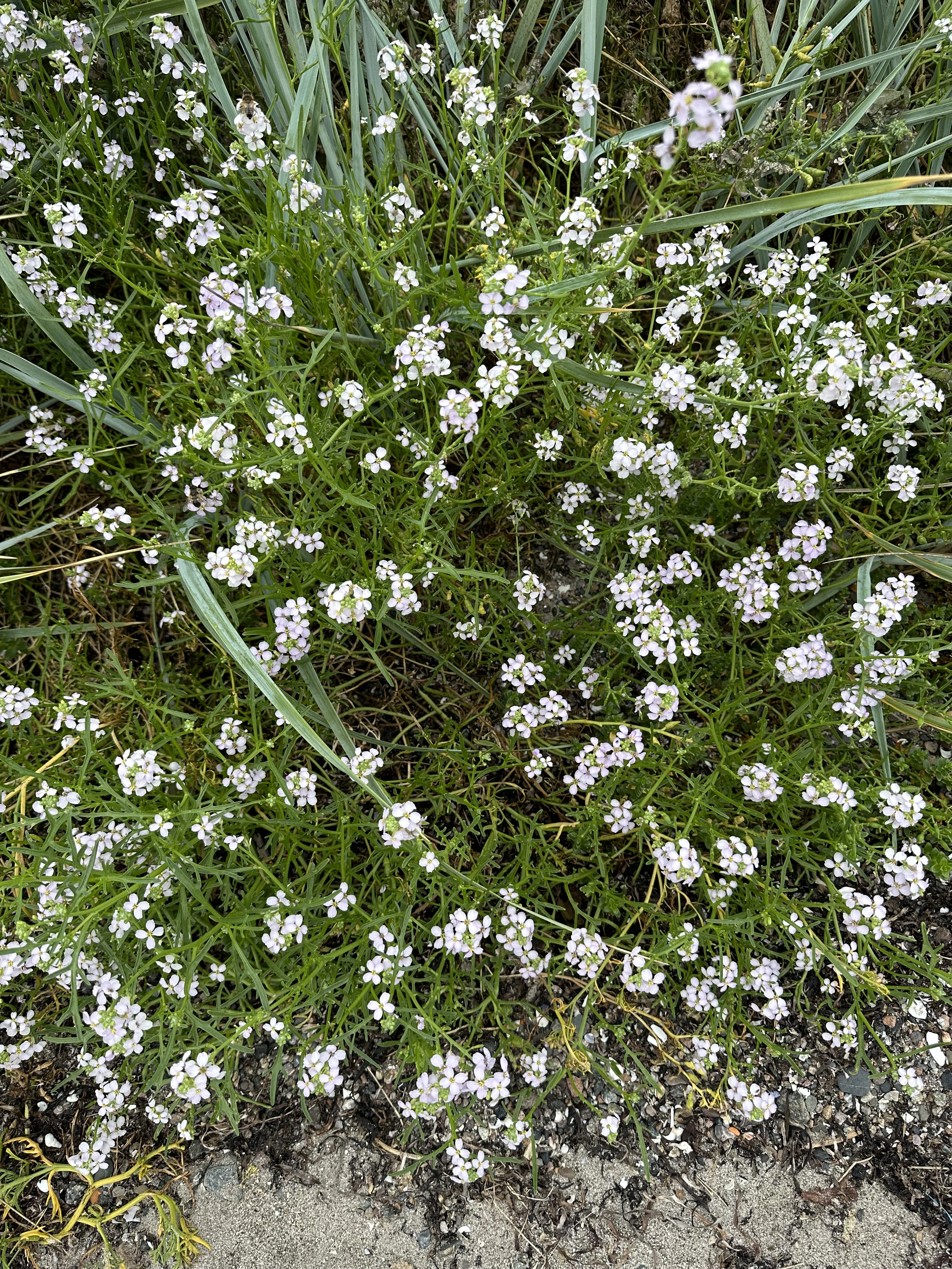 : Cakile maritima baltica.