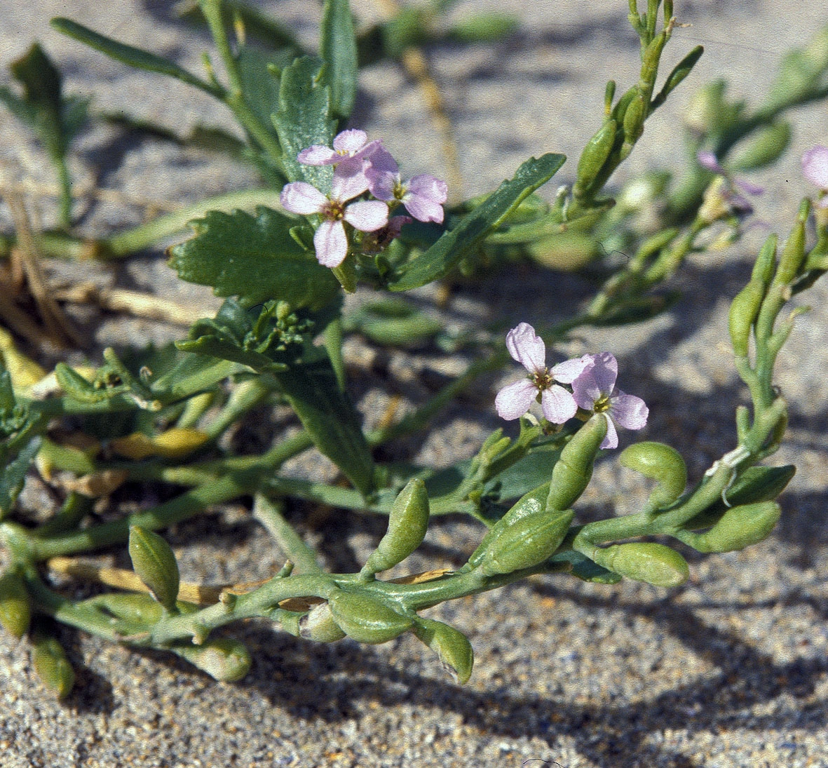 : Cakile maritima integrifolia.