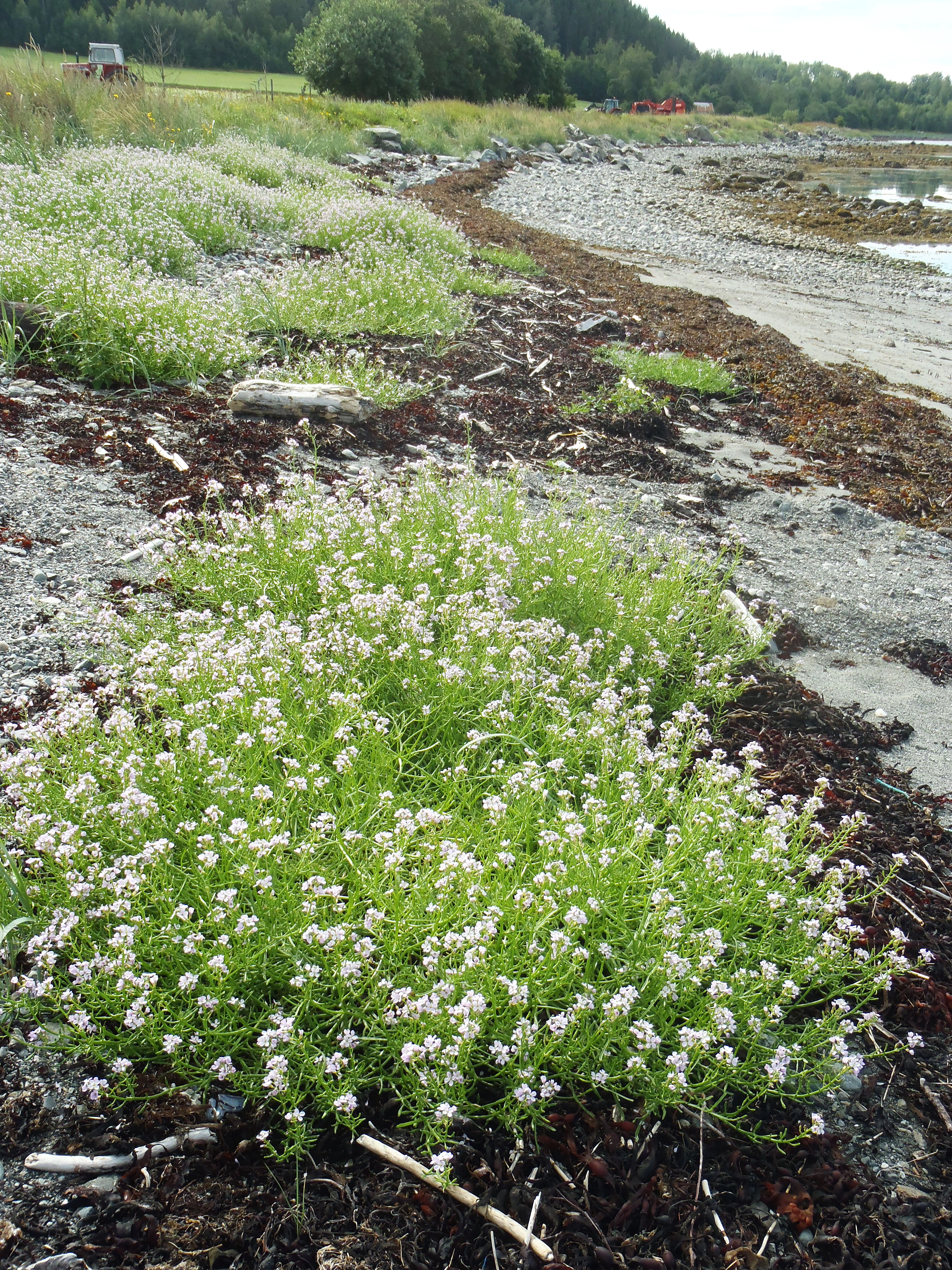 : Cakile maritima maritima.