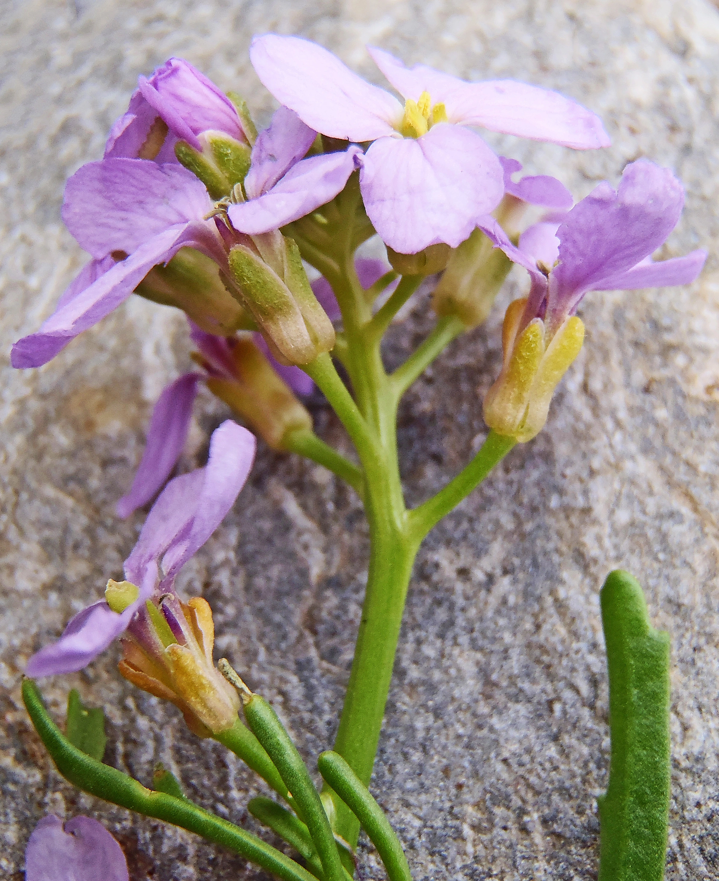 : Cakile maritima maritima.