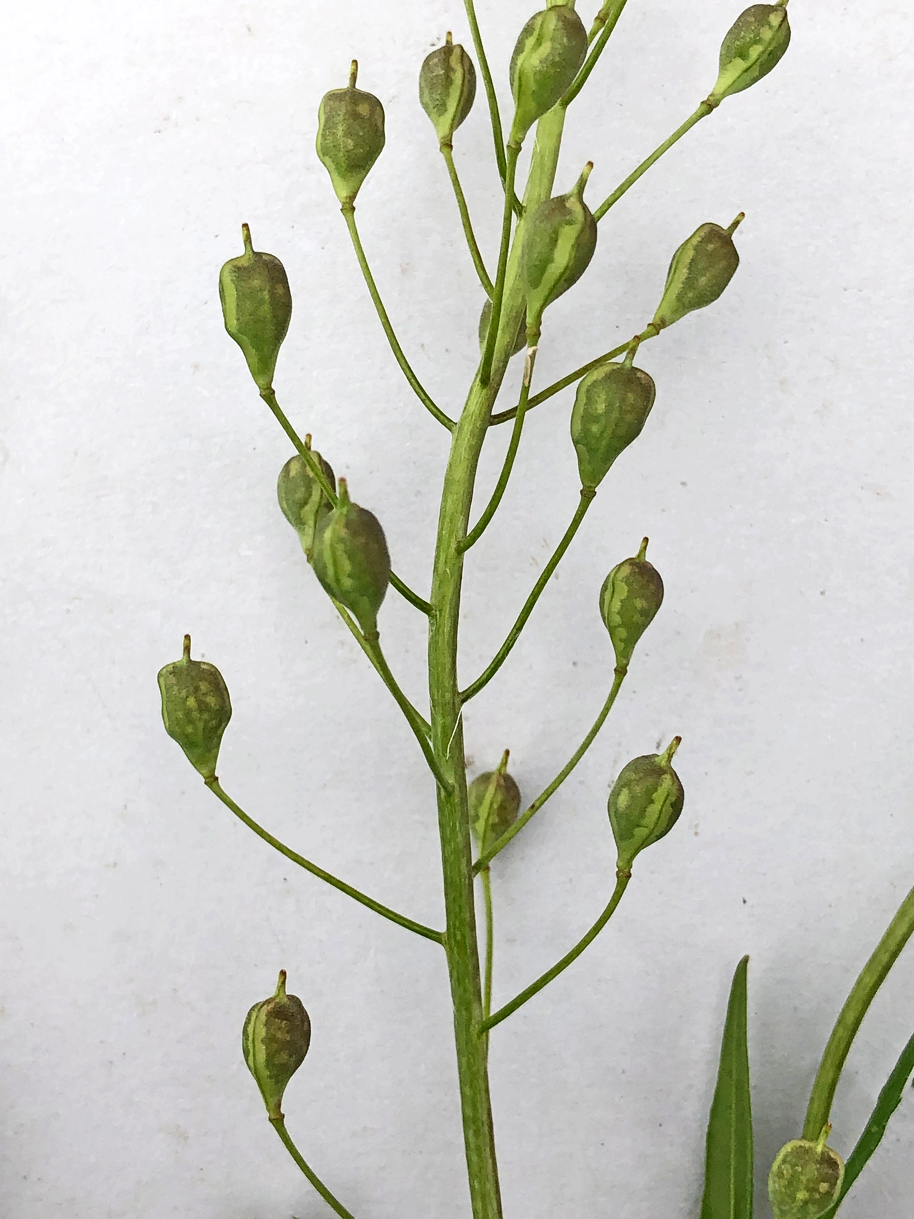 : Camelina alyssum integerrima.