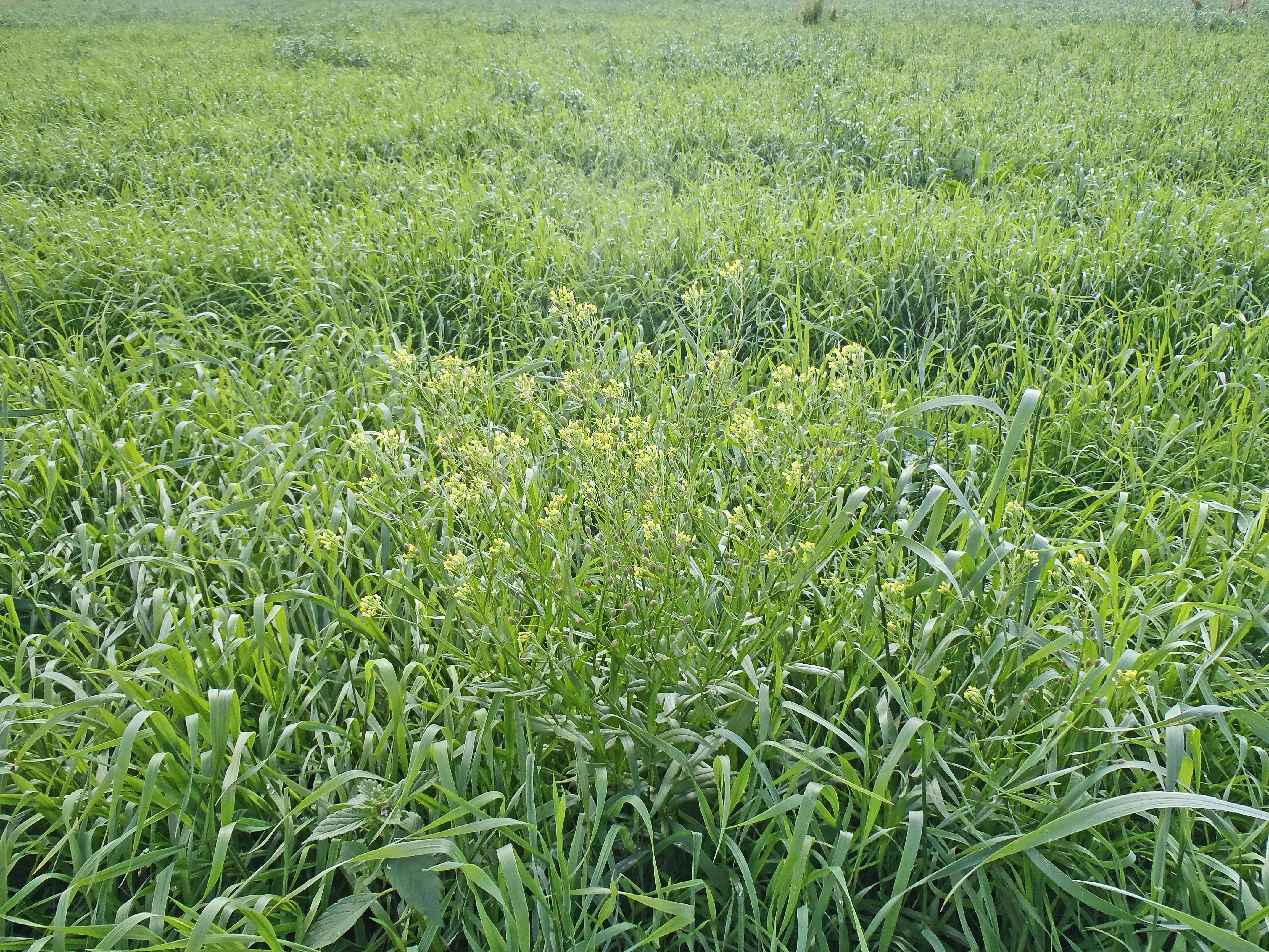 : Camelina alyssum integerrima.