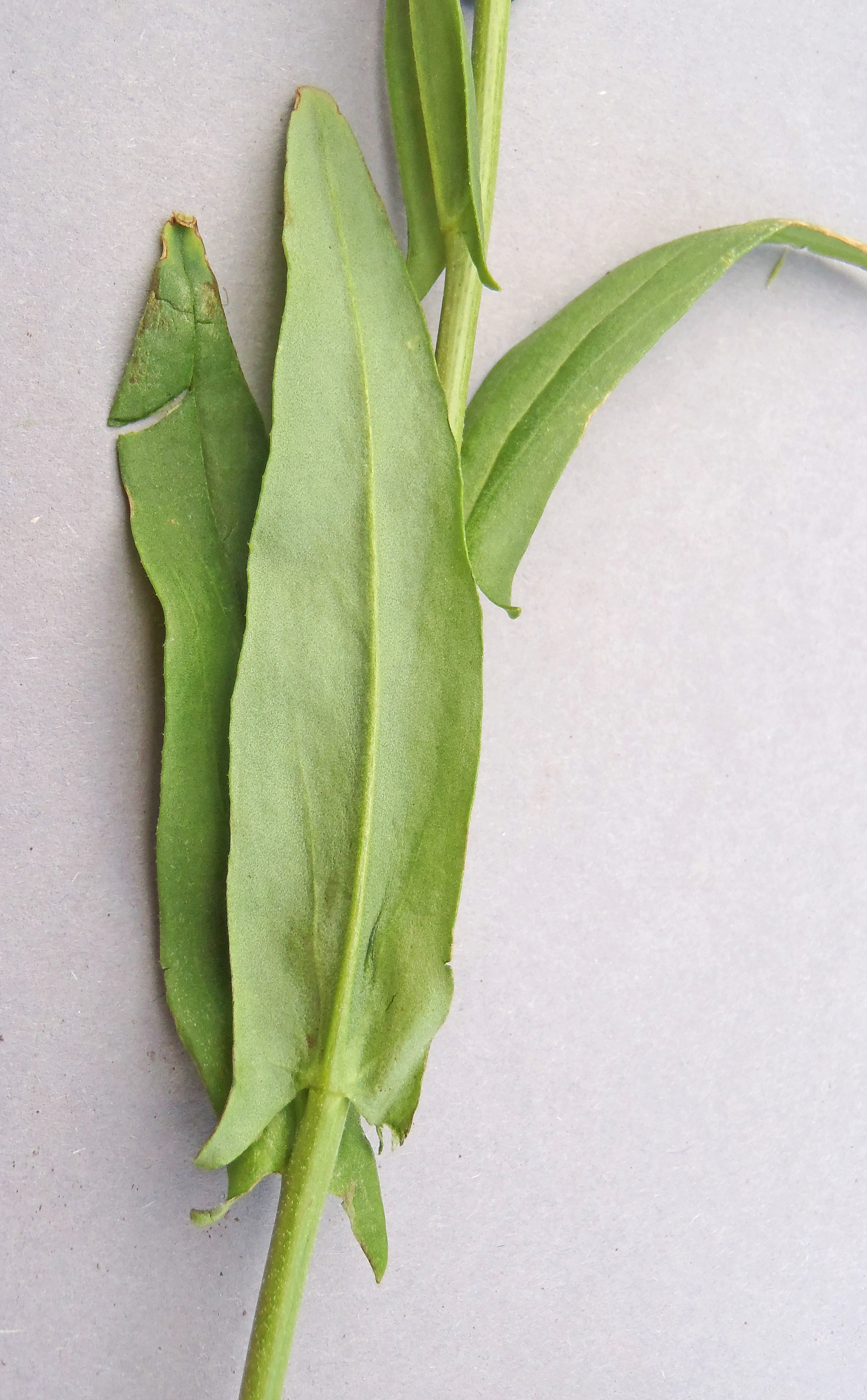 : Camelina alyssum integerrima.