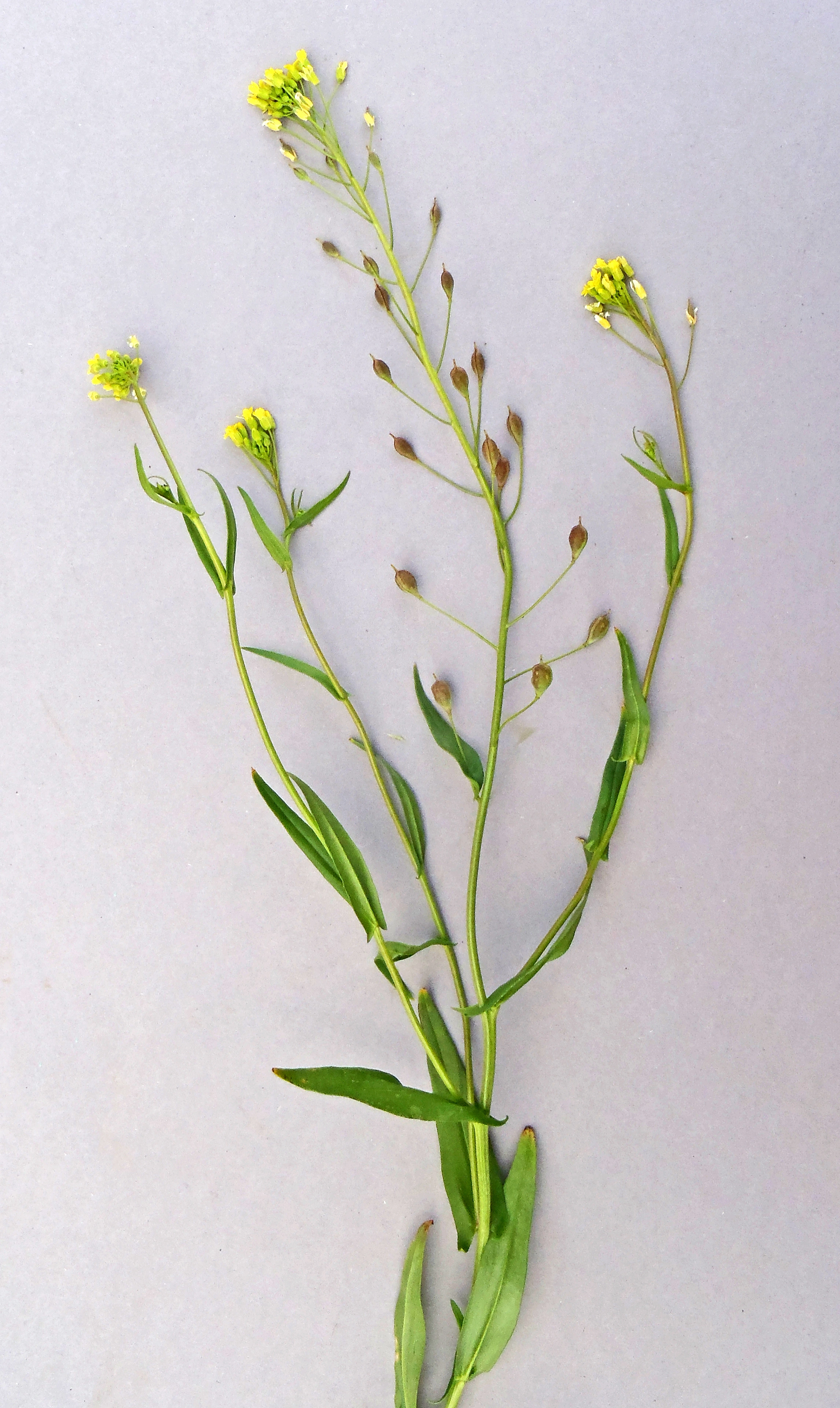 : Camelina alyssum integerrima.