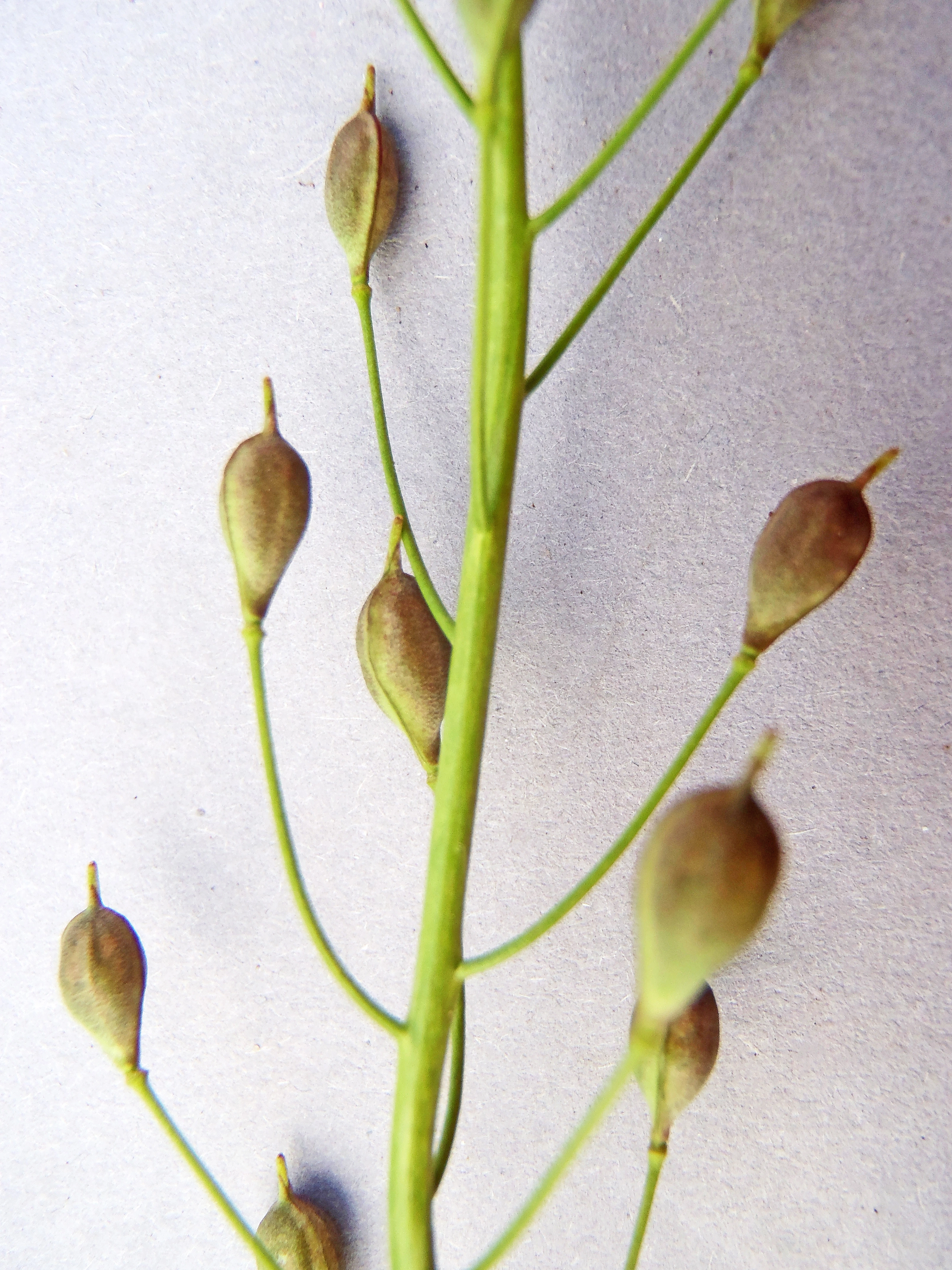 : Camelina alyssum integerrima.