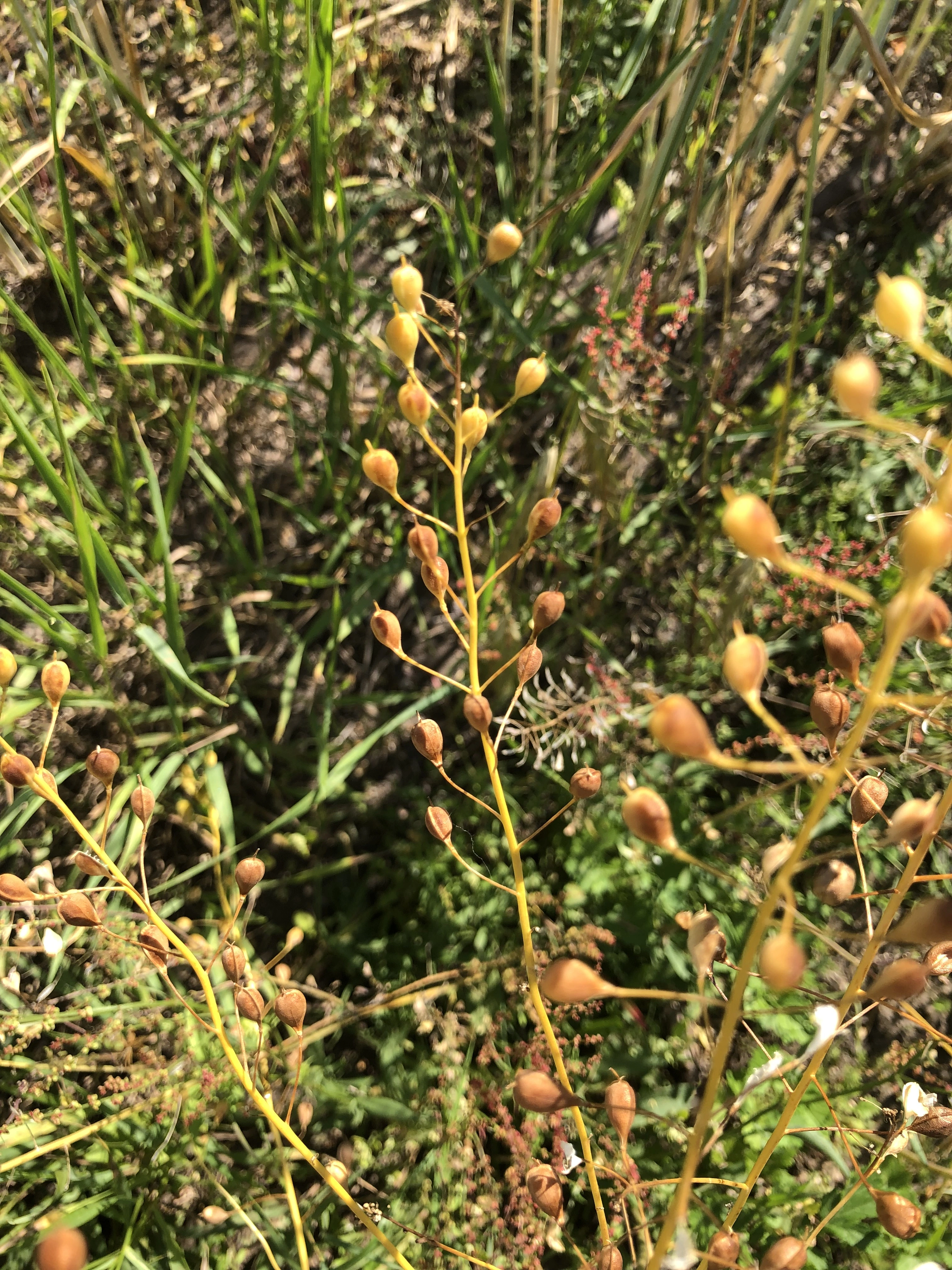 : Camelina sativa microcarpa.