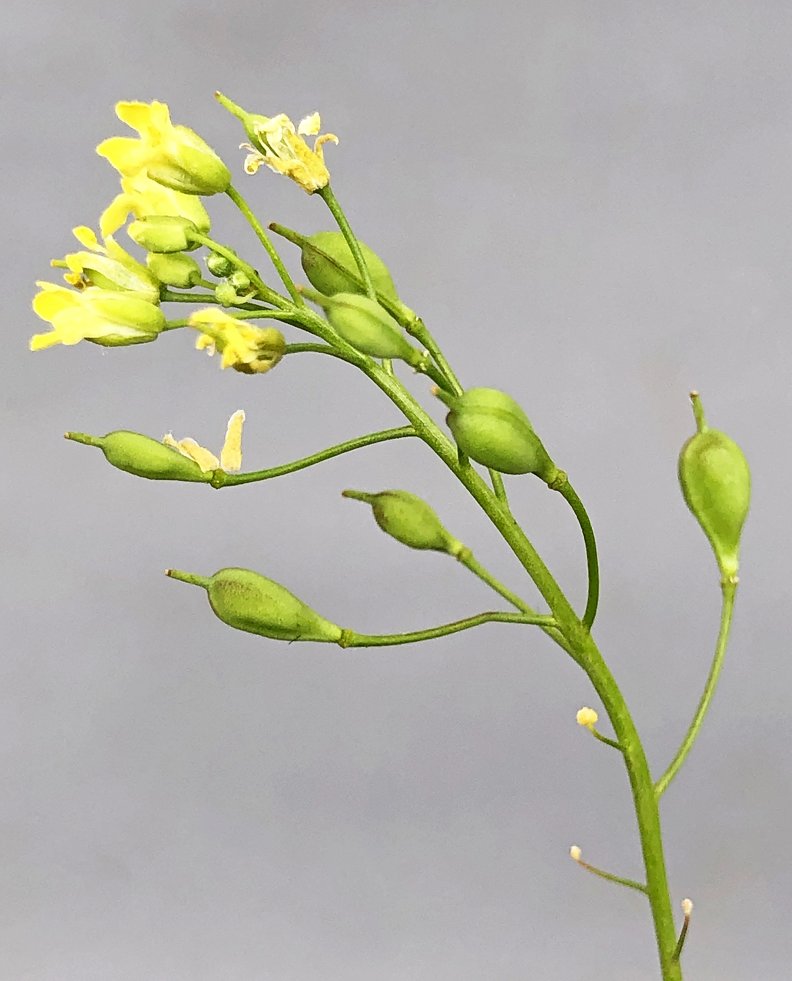 : Camelina sativa microcarpa.