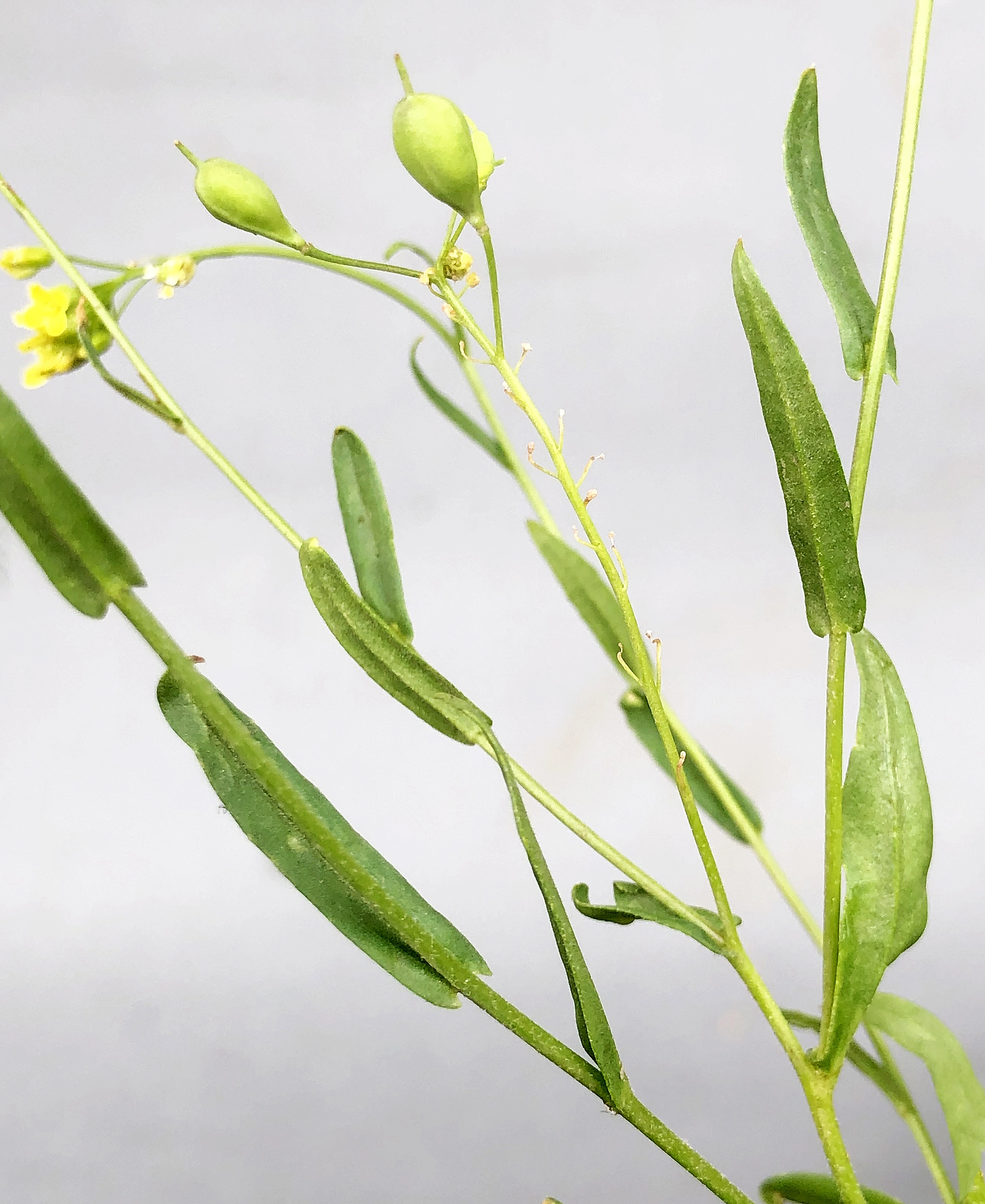 : Camelina sativa microcarpa.