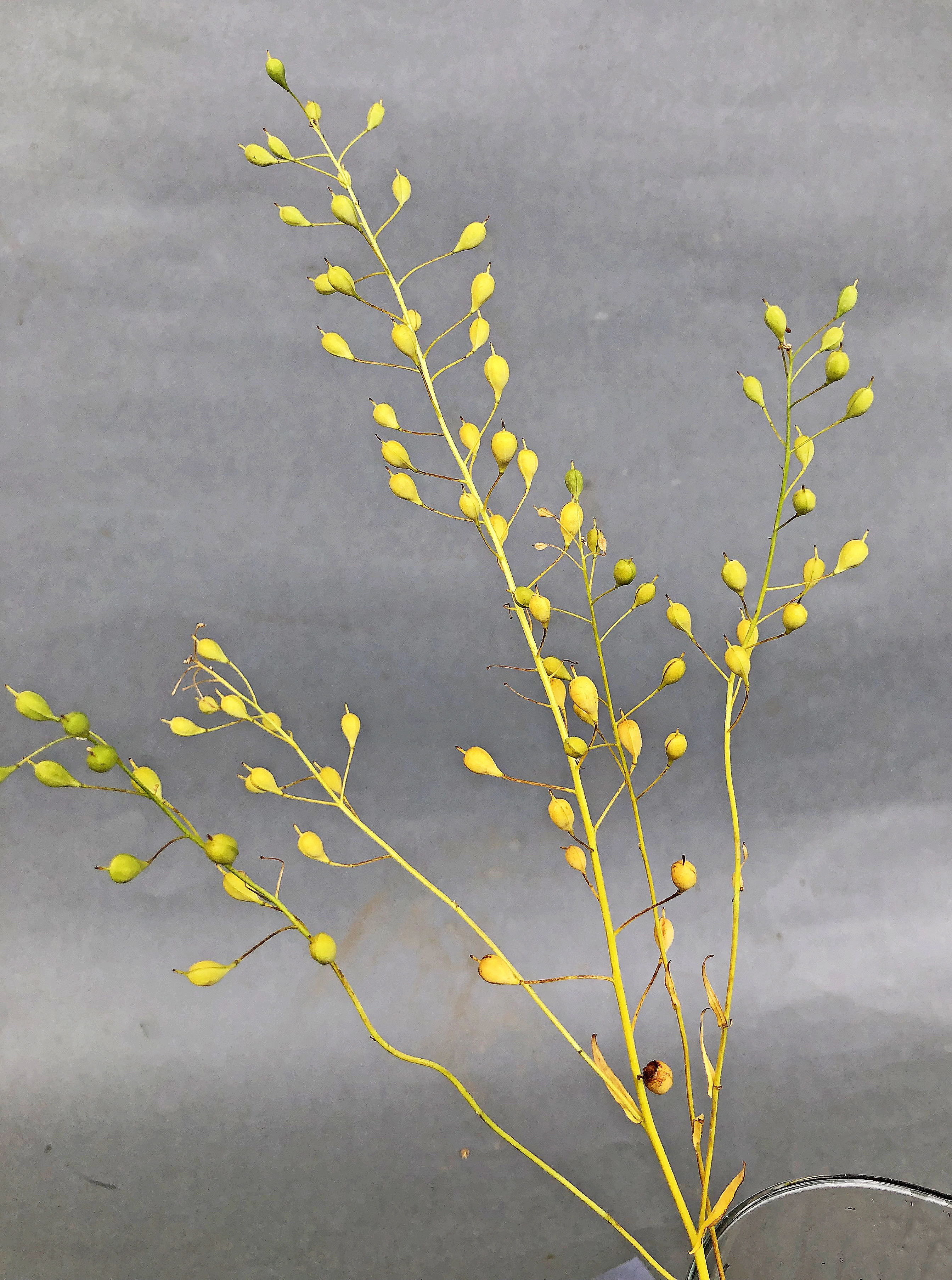 : Camelina sativa microcarpa.