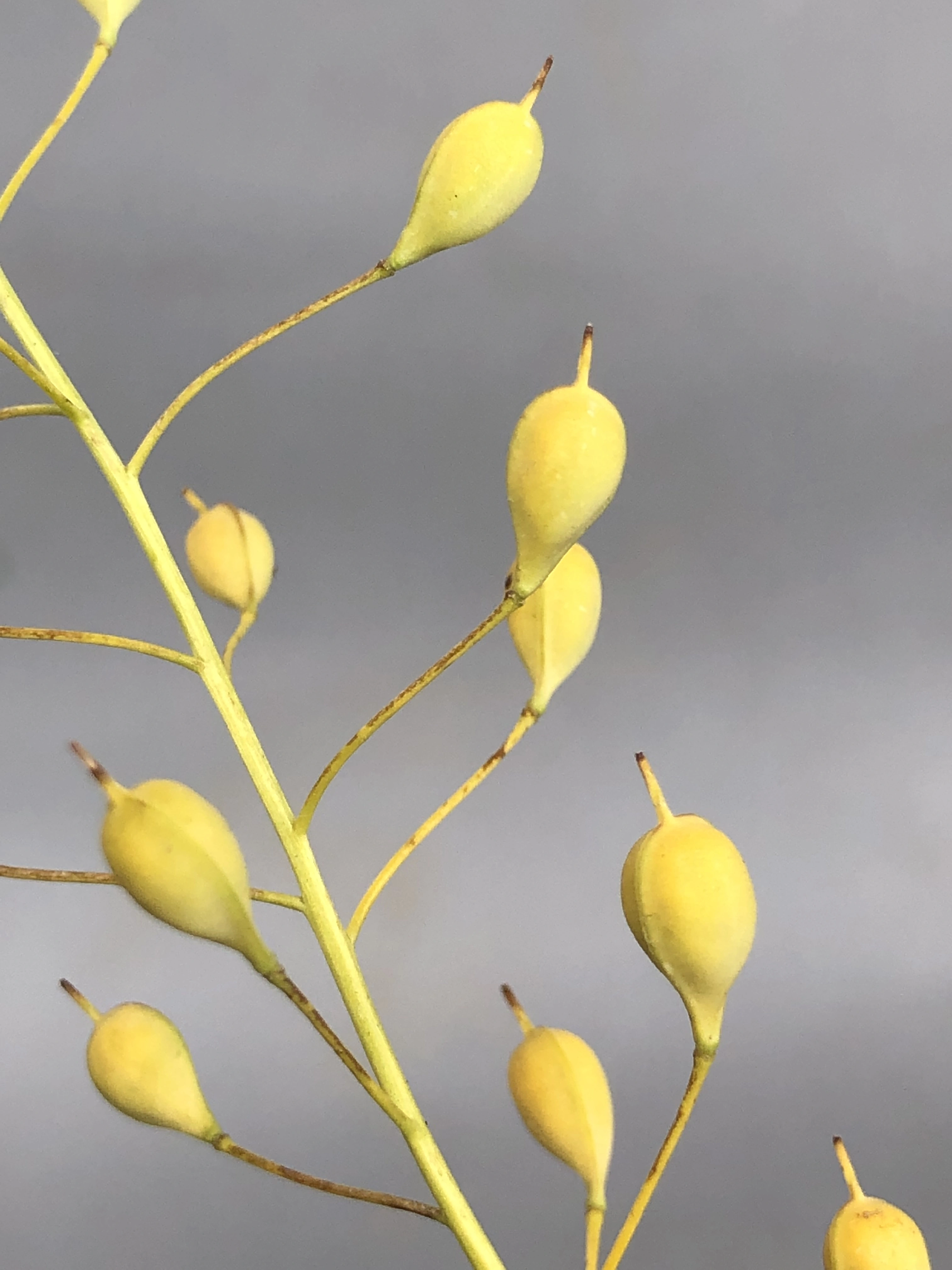 : Camelina sativa microcarpa.