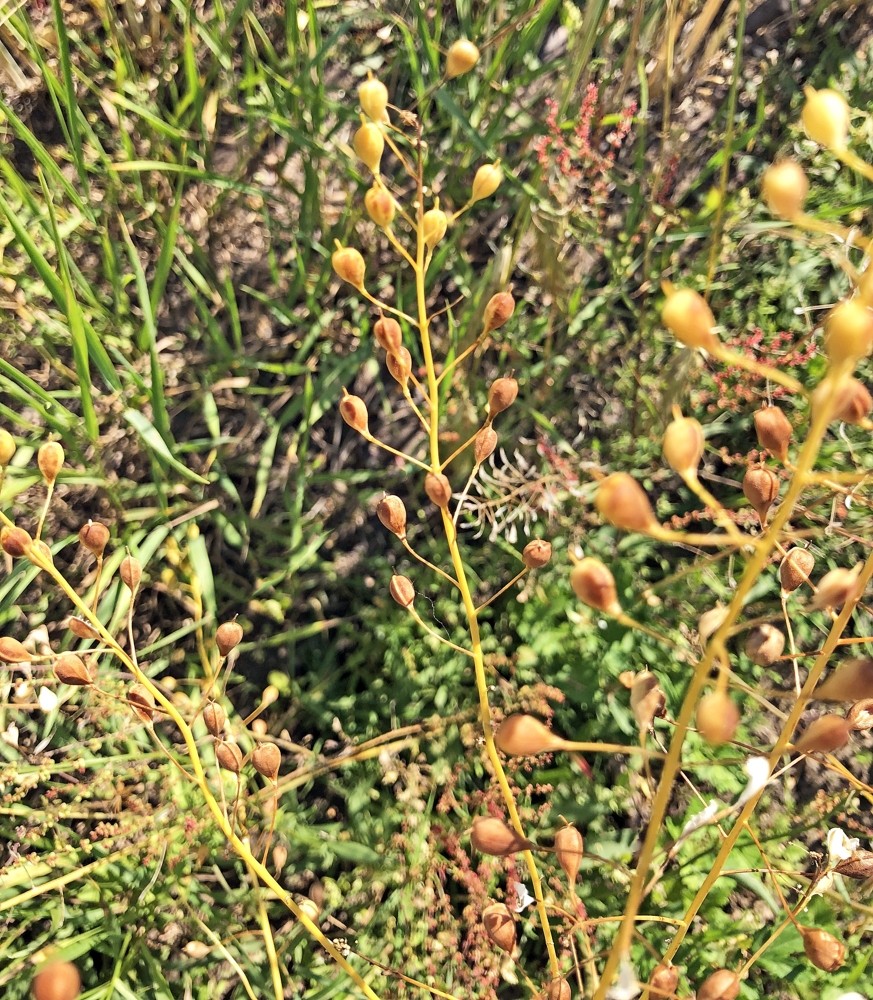 : Camelina sativa microcarpa.