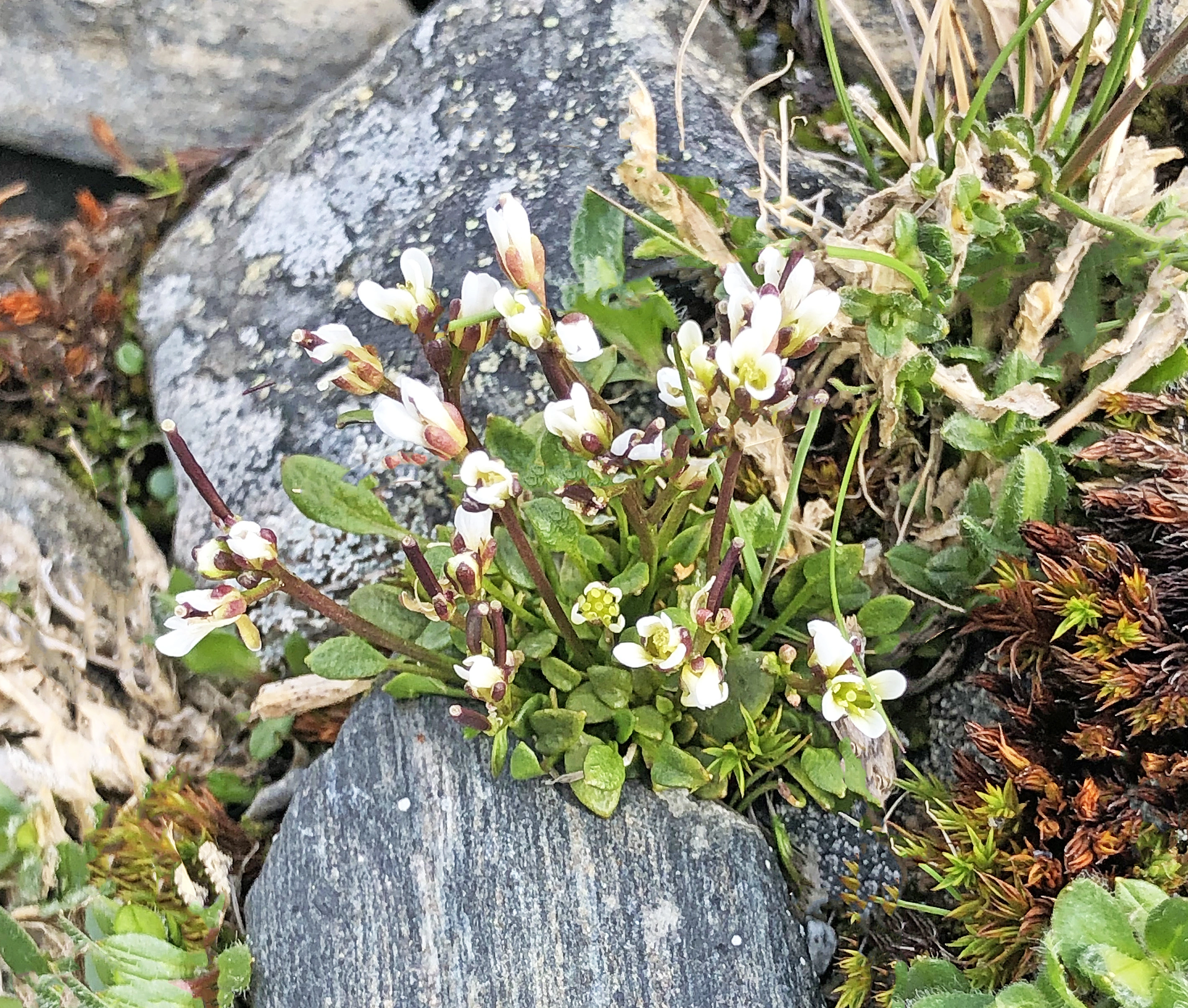 : Cardamine bellidifolia.