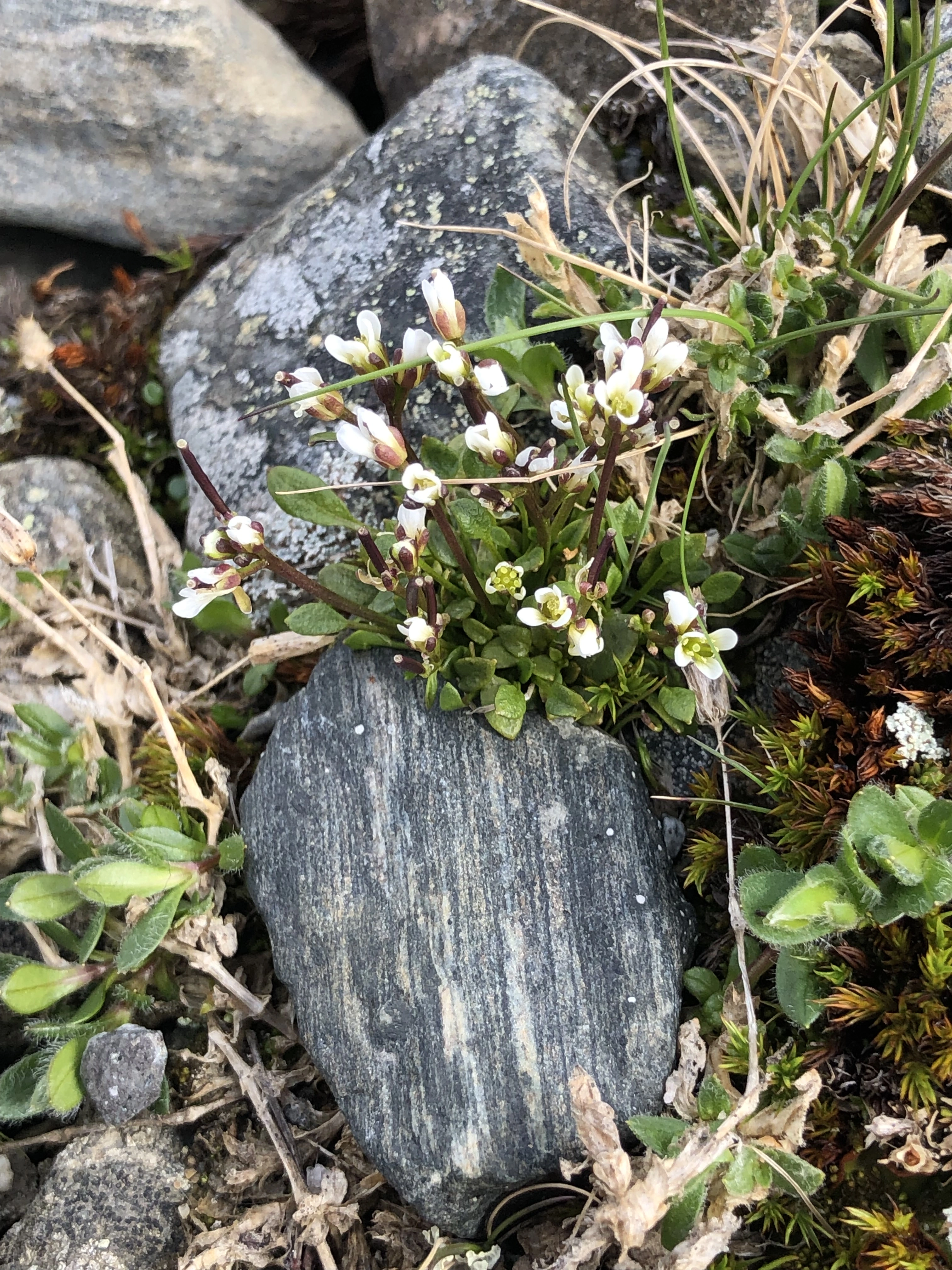 : Cardamine bellidifolia.