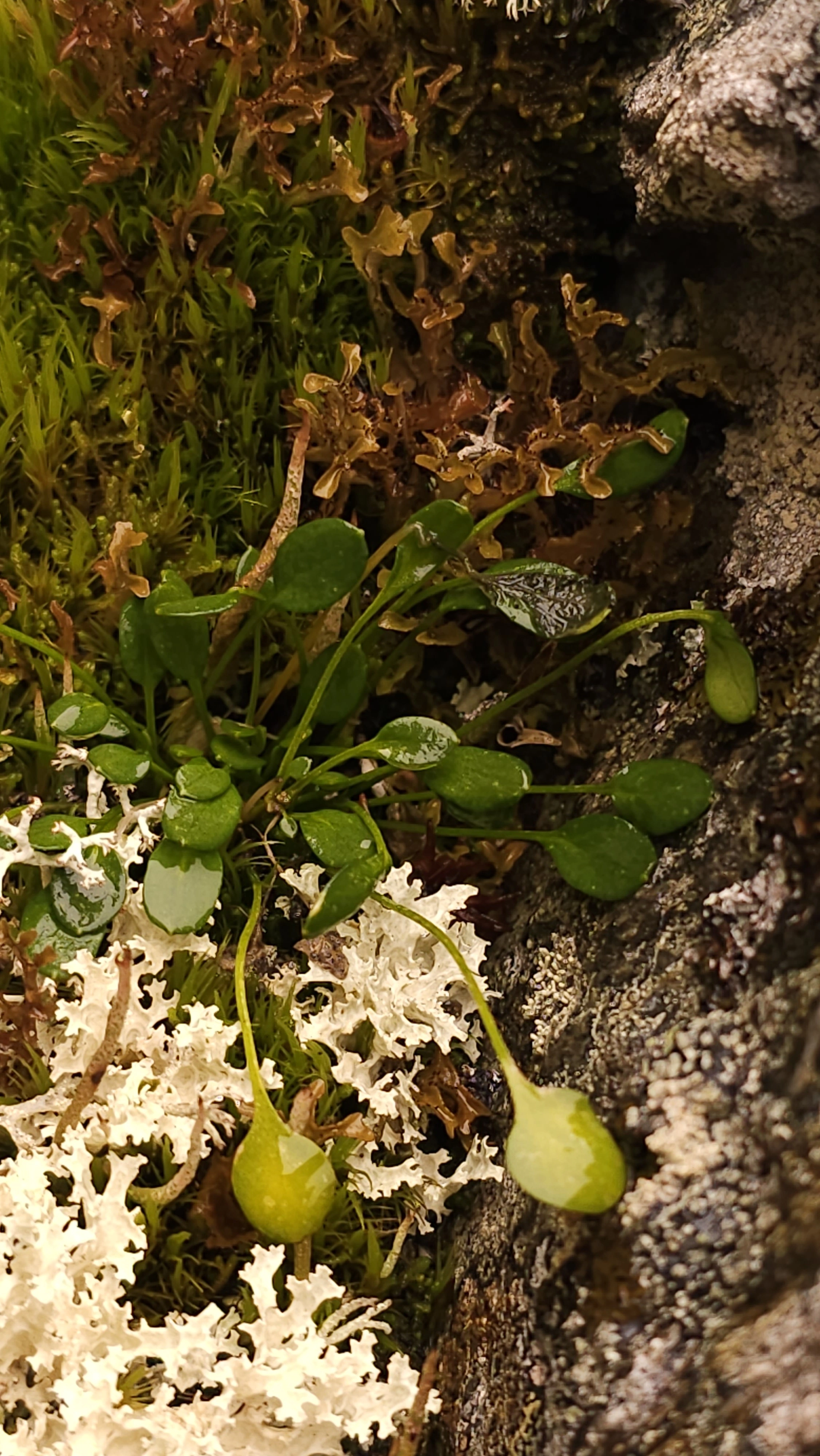 : Cardamine bellidifolia.