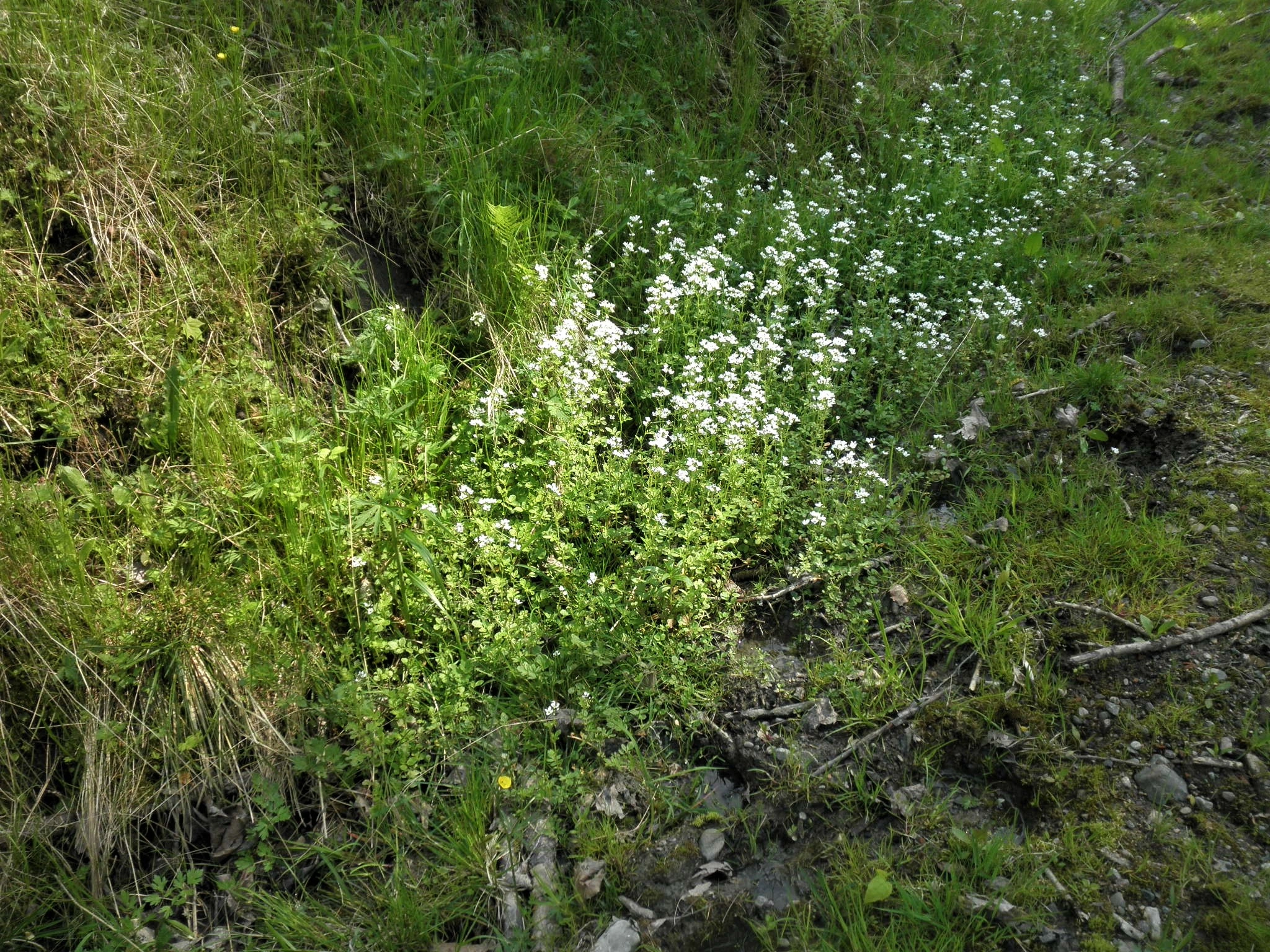 : Cardamine amara.