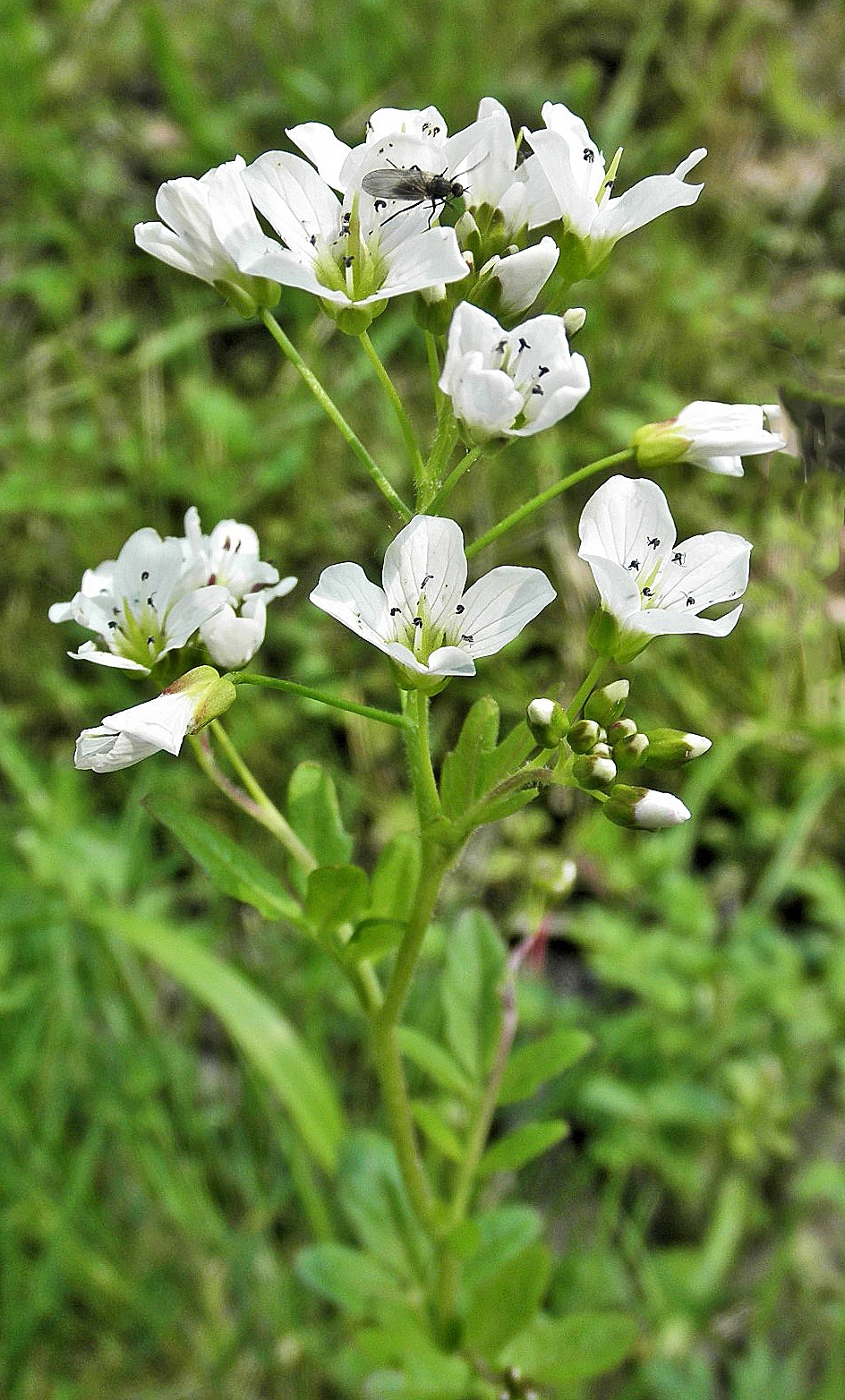 : Cardamine amara.