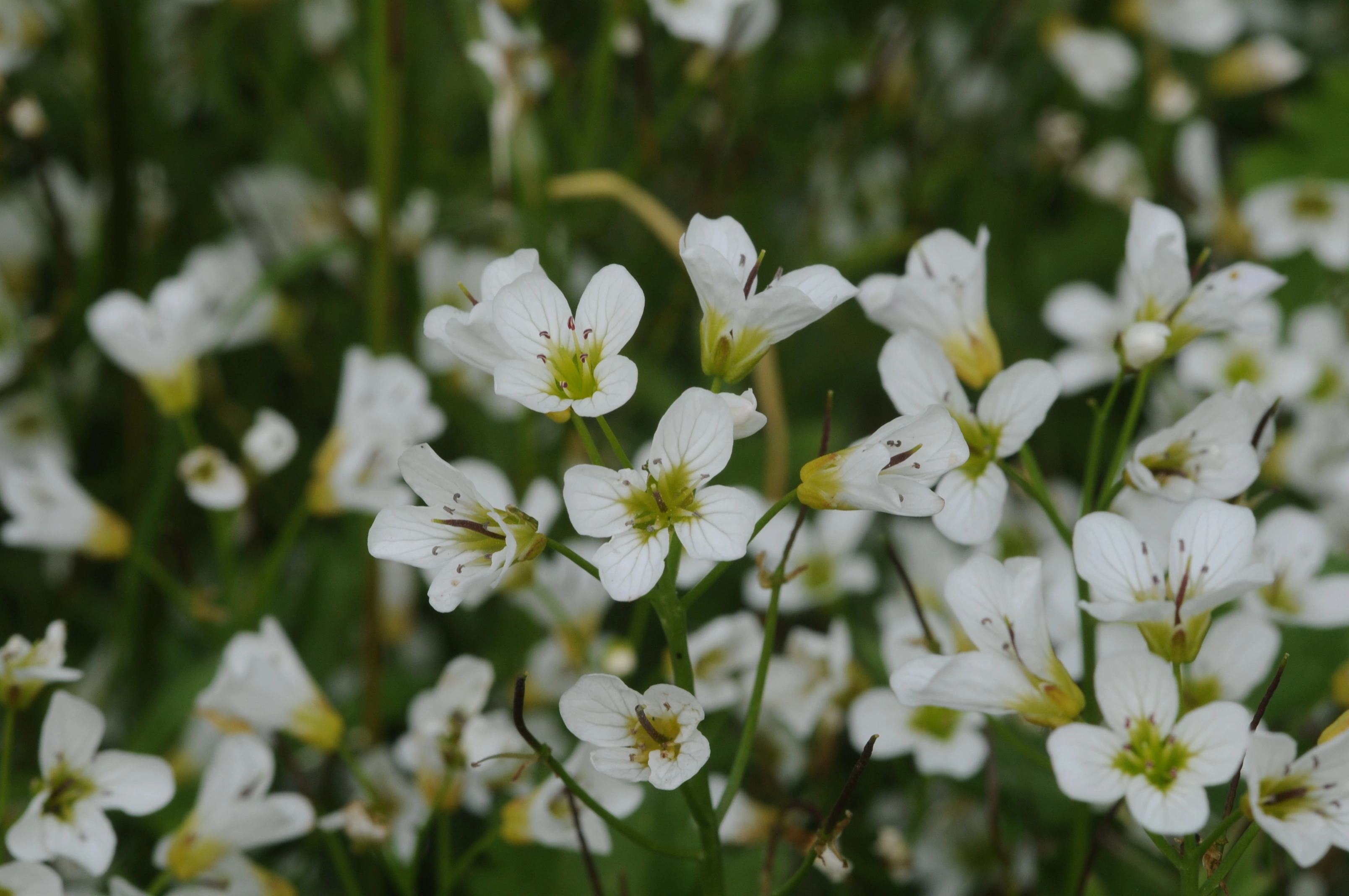 : Cardamine amara.