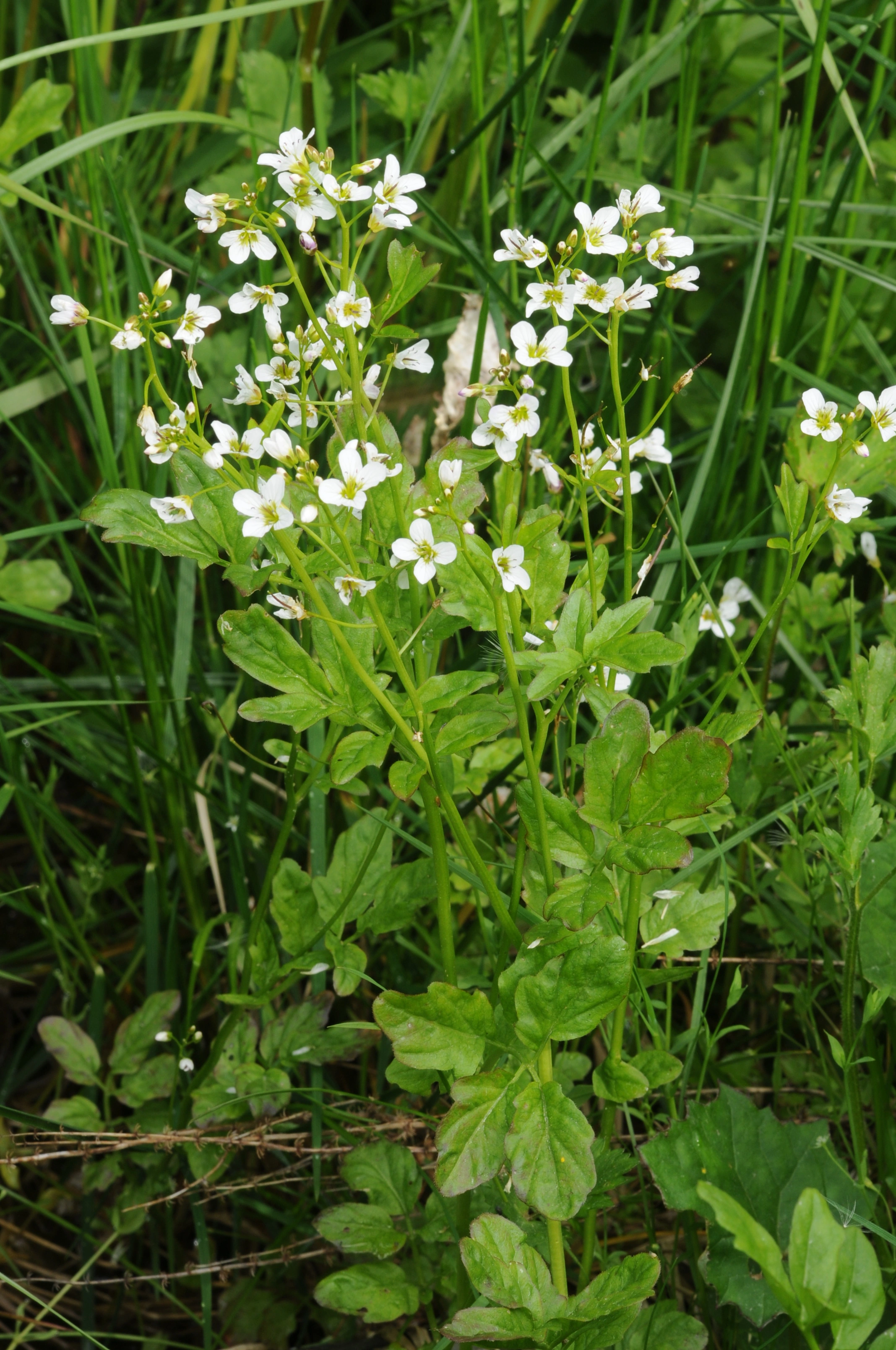 : Cardamine amara.