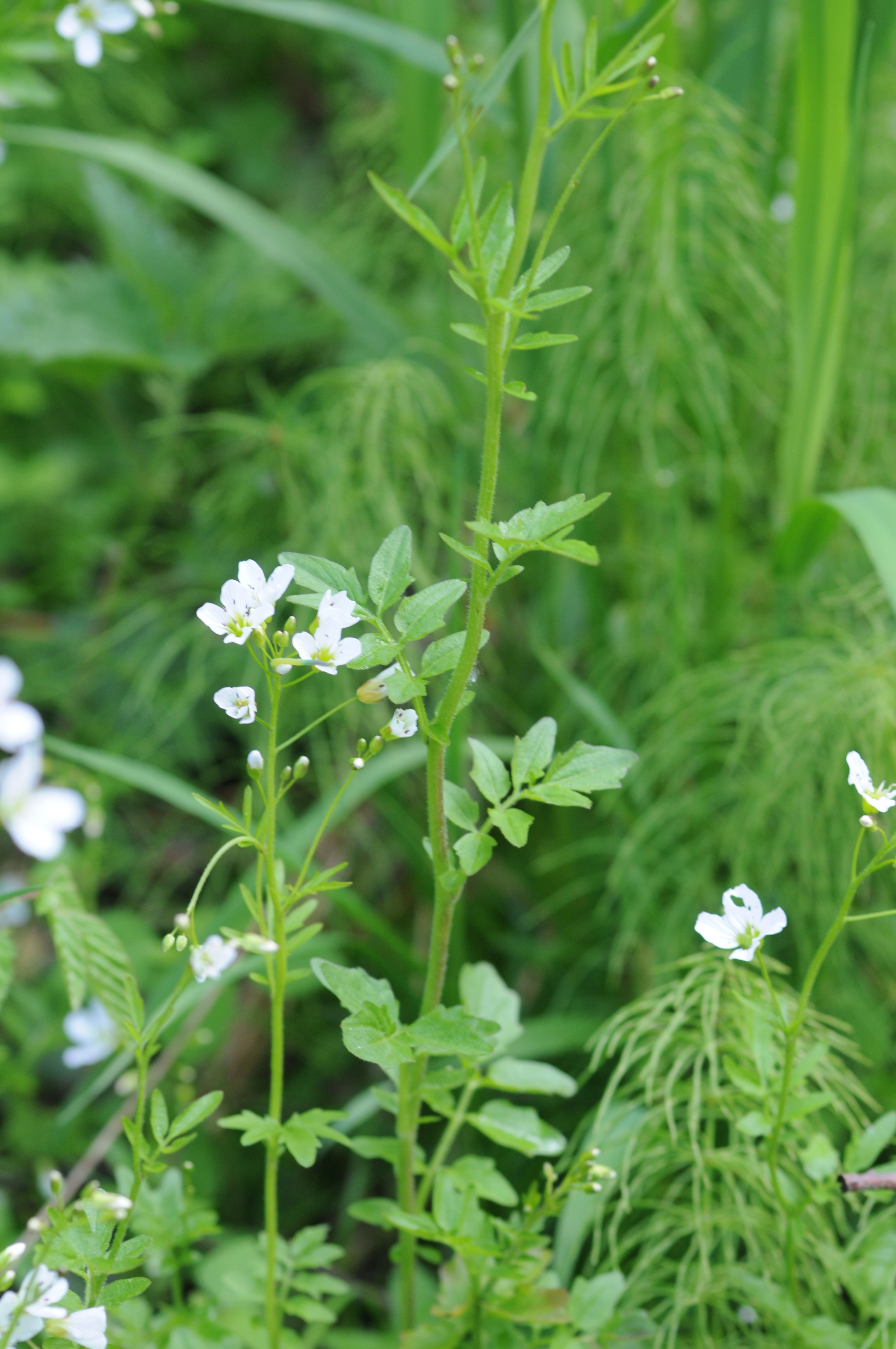 : Cardamine amara.