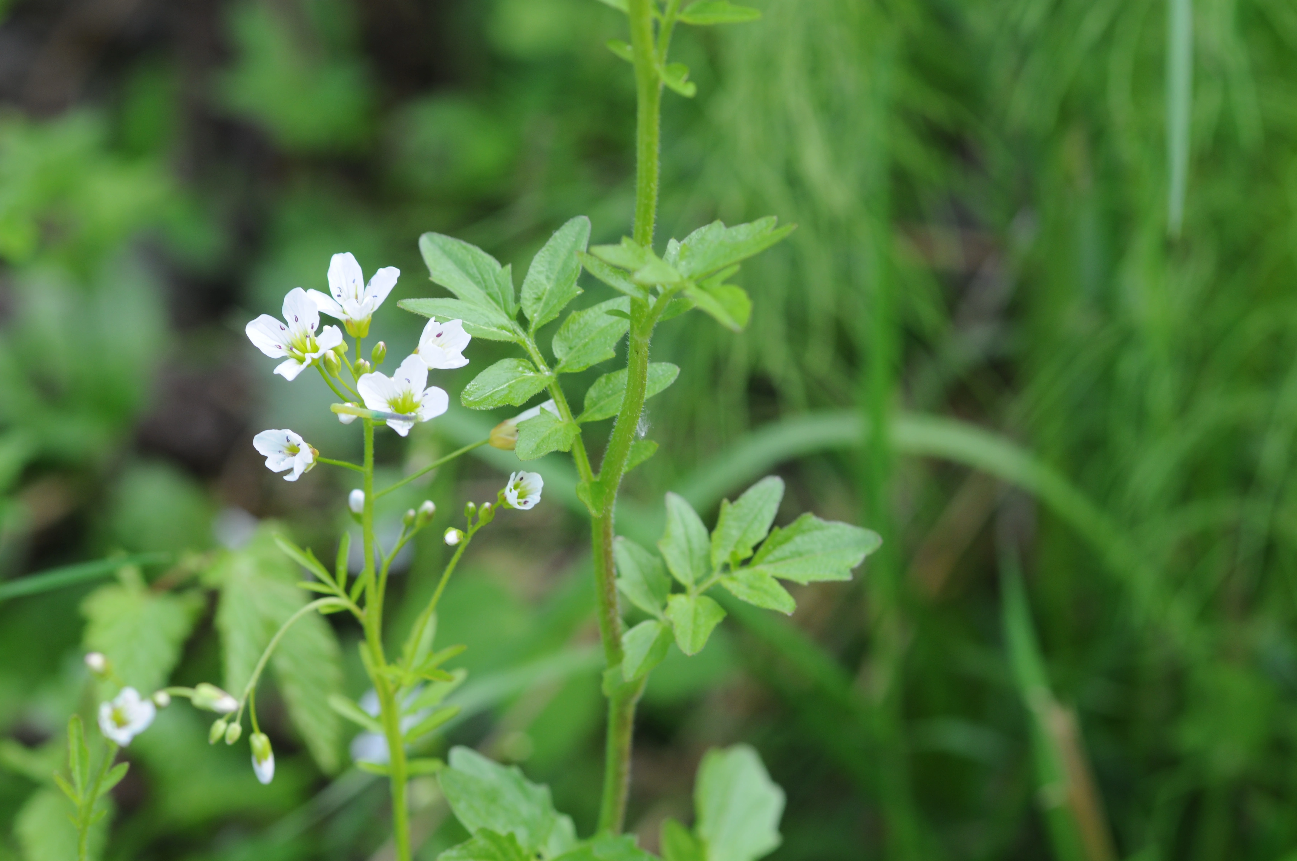 : Cardamine amara.