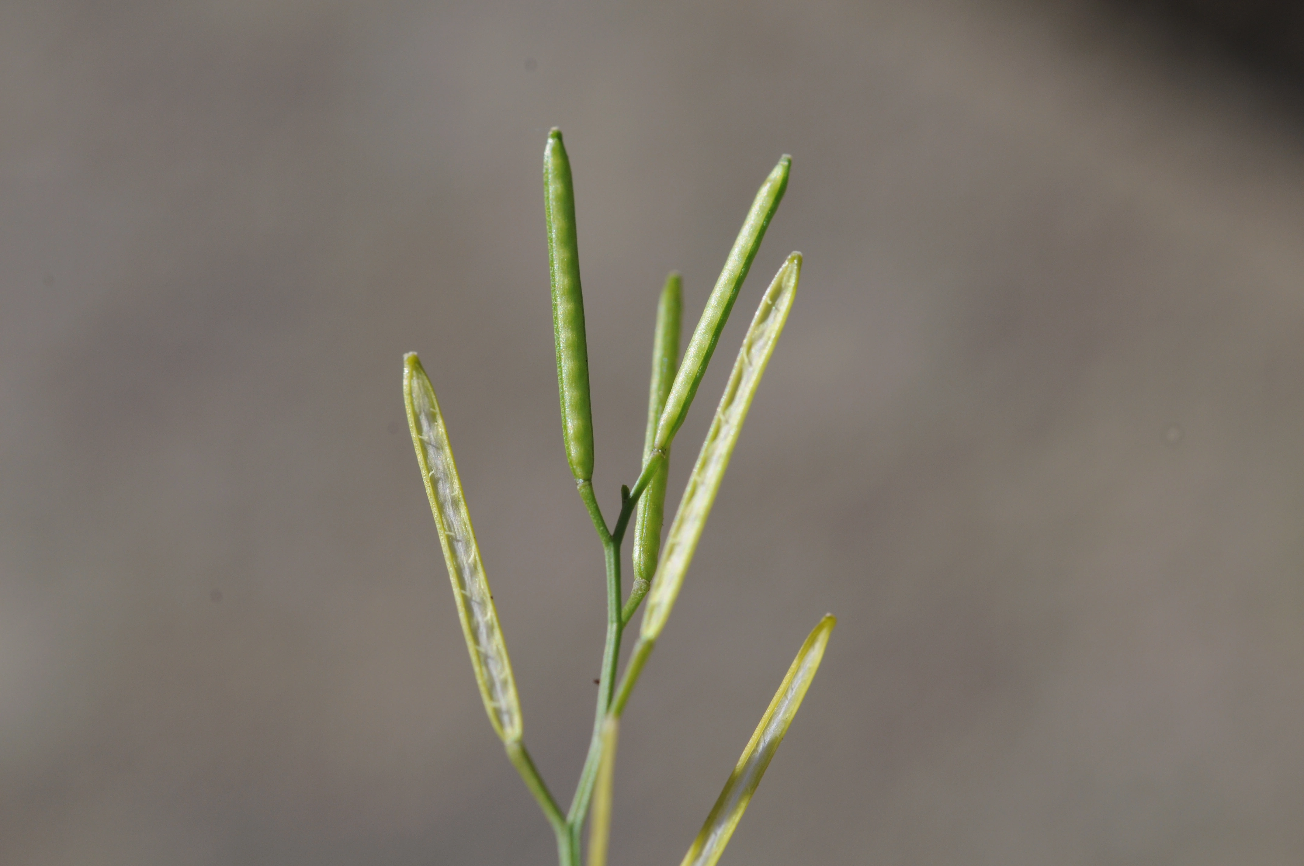 : Cardamine hirsuta.