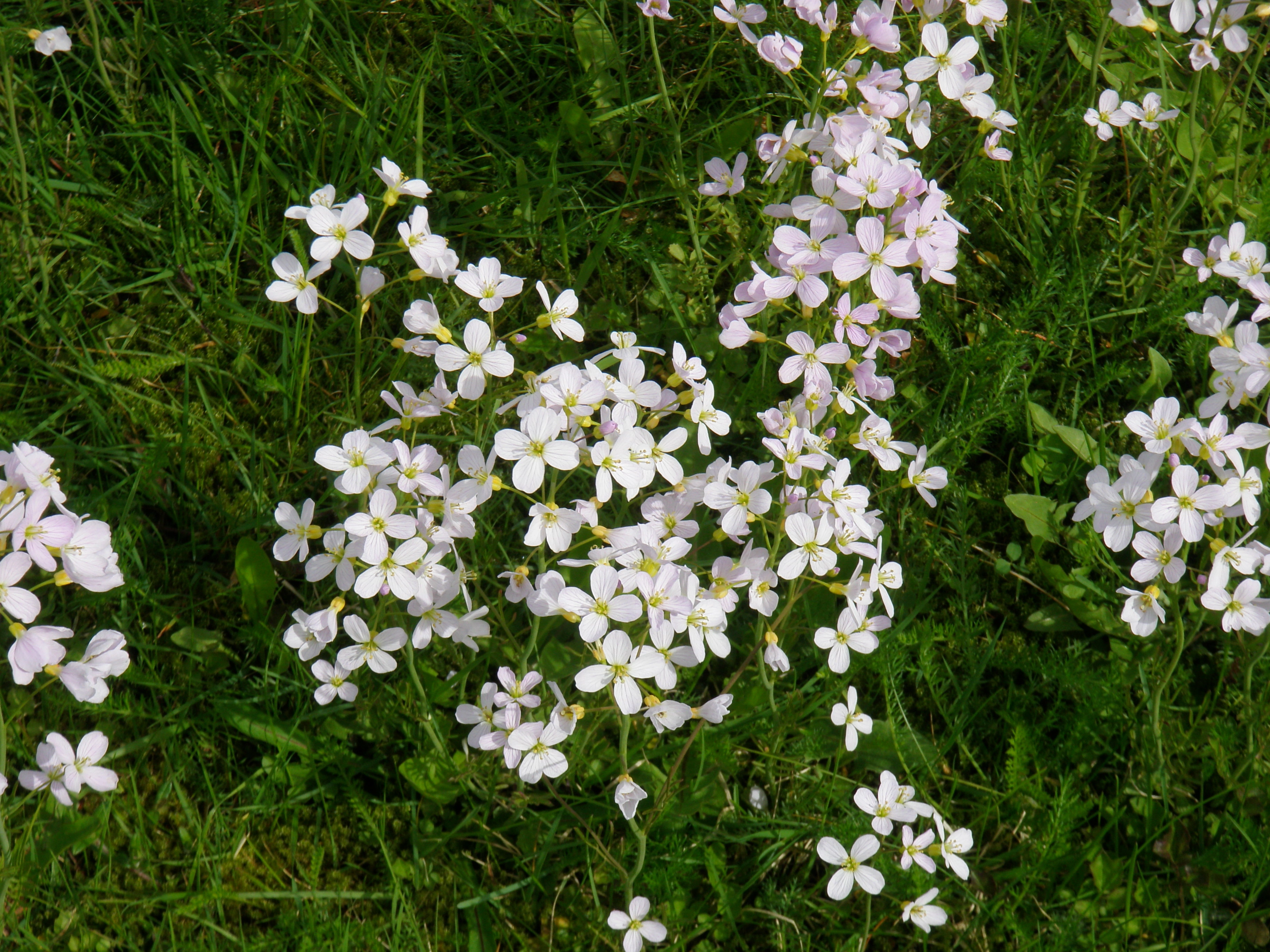 : Cardamine pratensis.