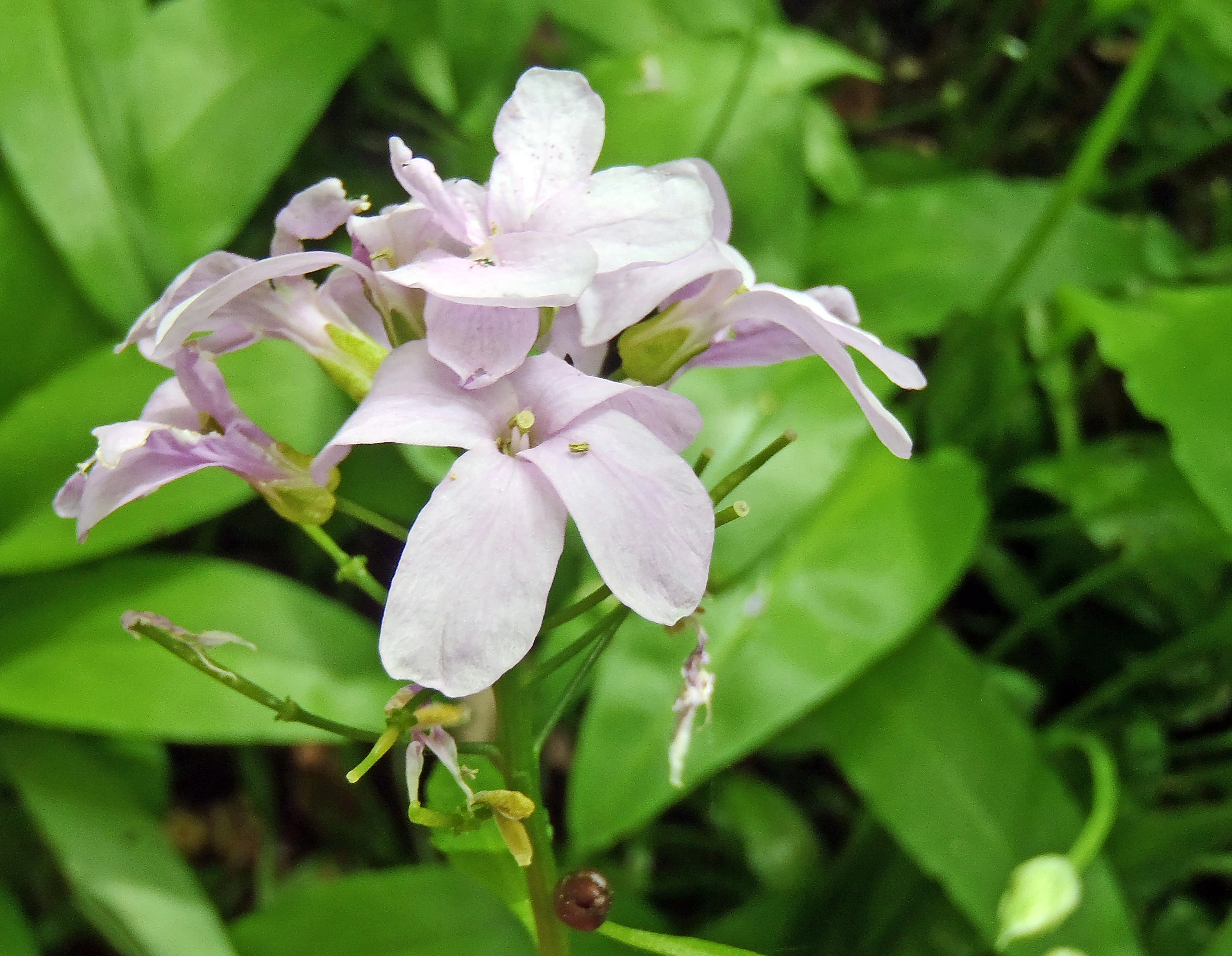 : Cardamine bulbifera.