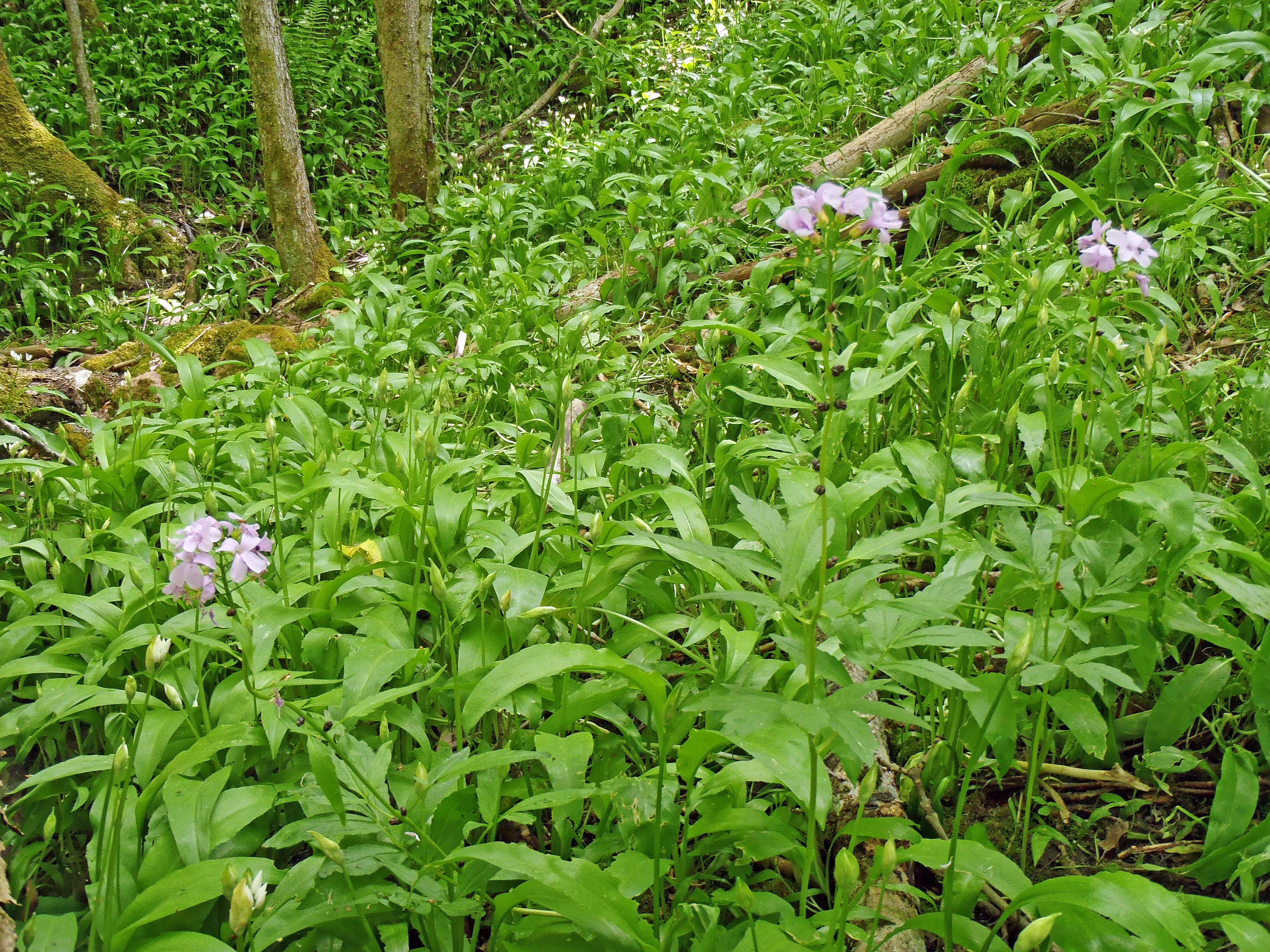 : Cardamine bulbifera.