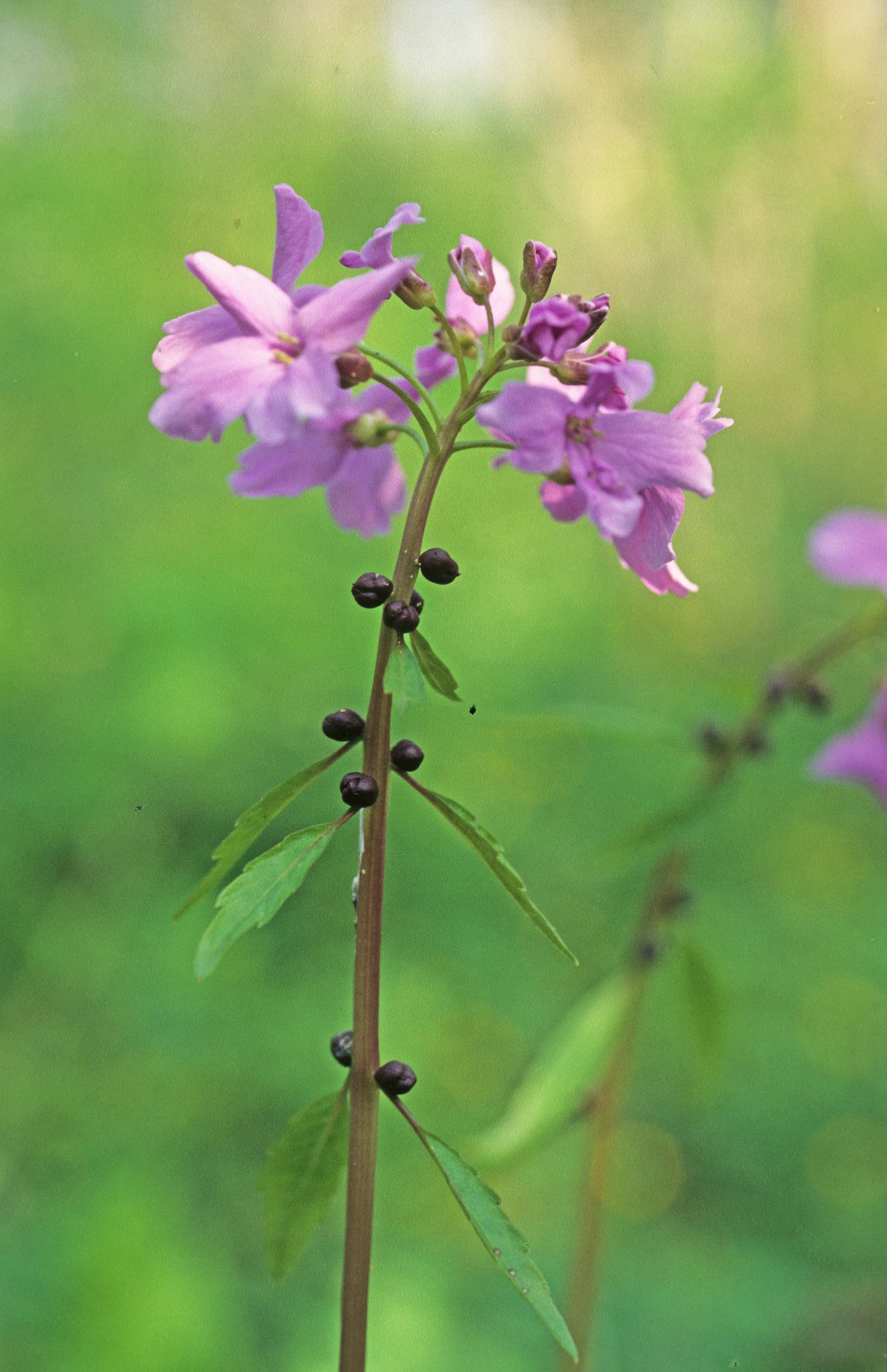 : Cardamine bulbifera.