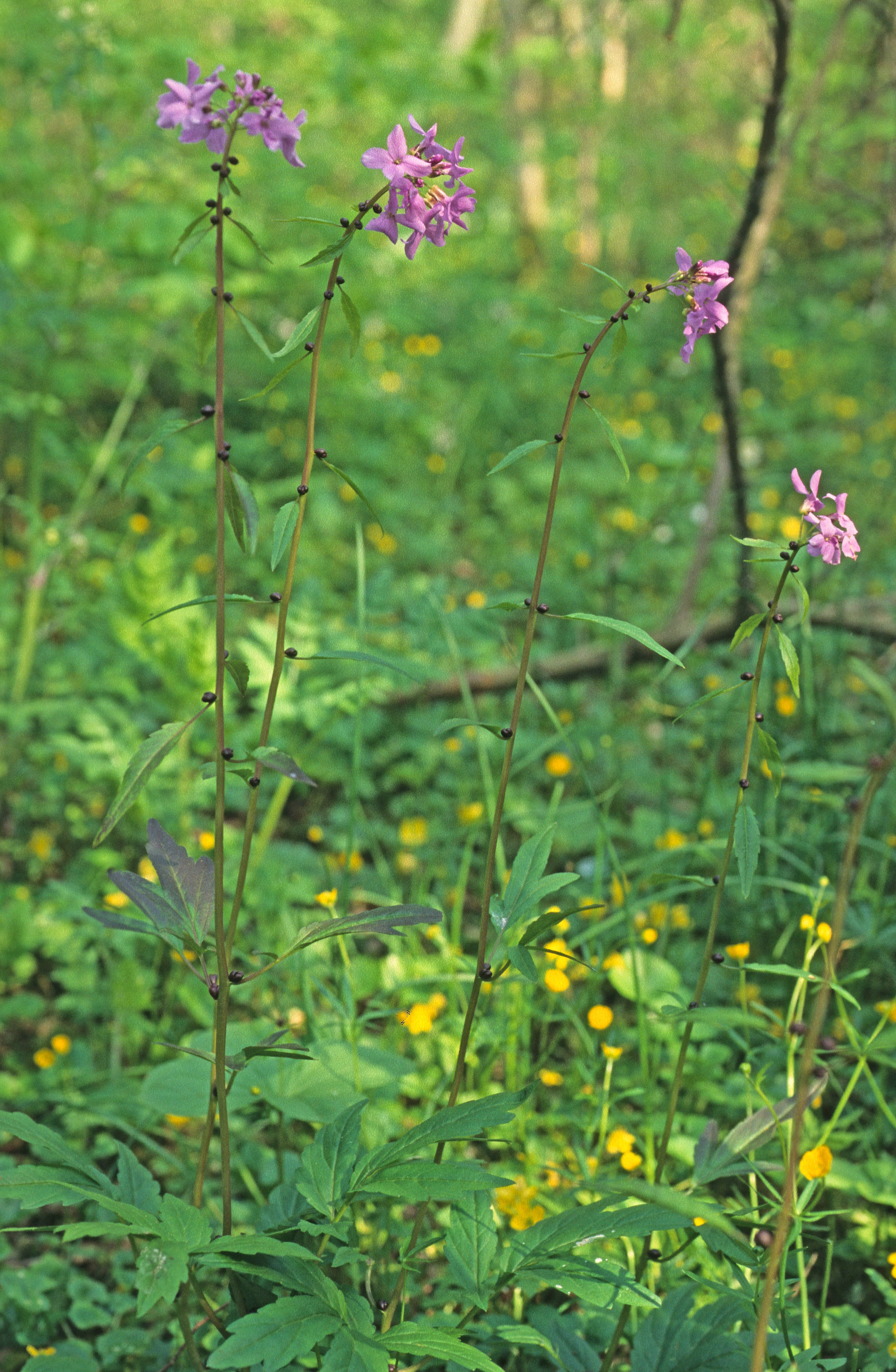 : Cardamine bulbifera.