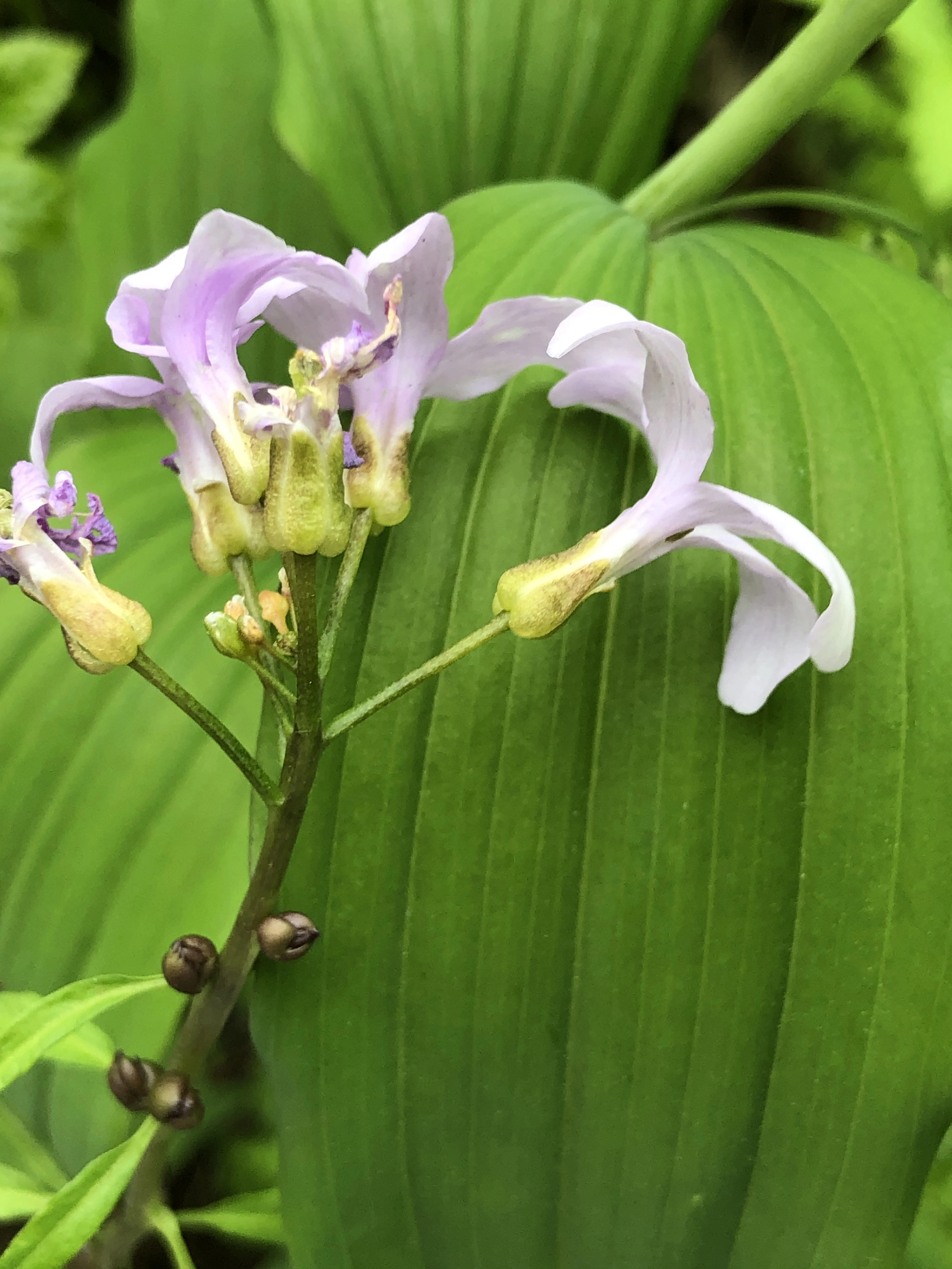 : Cardamine bulbifera.