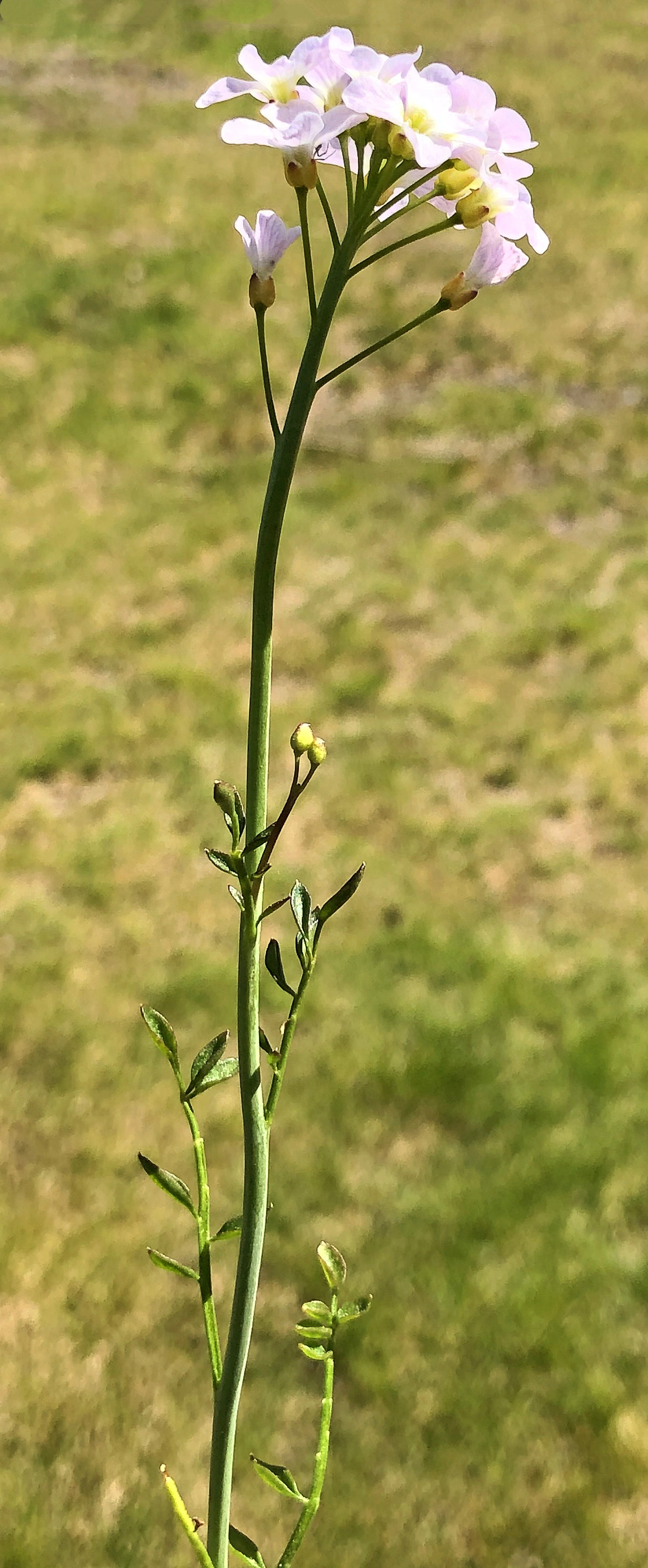 : Cardamine dentata.