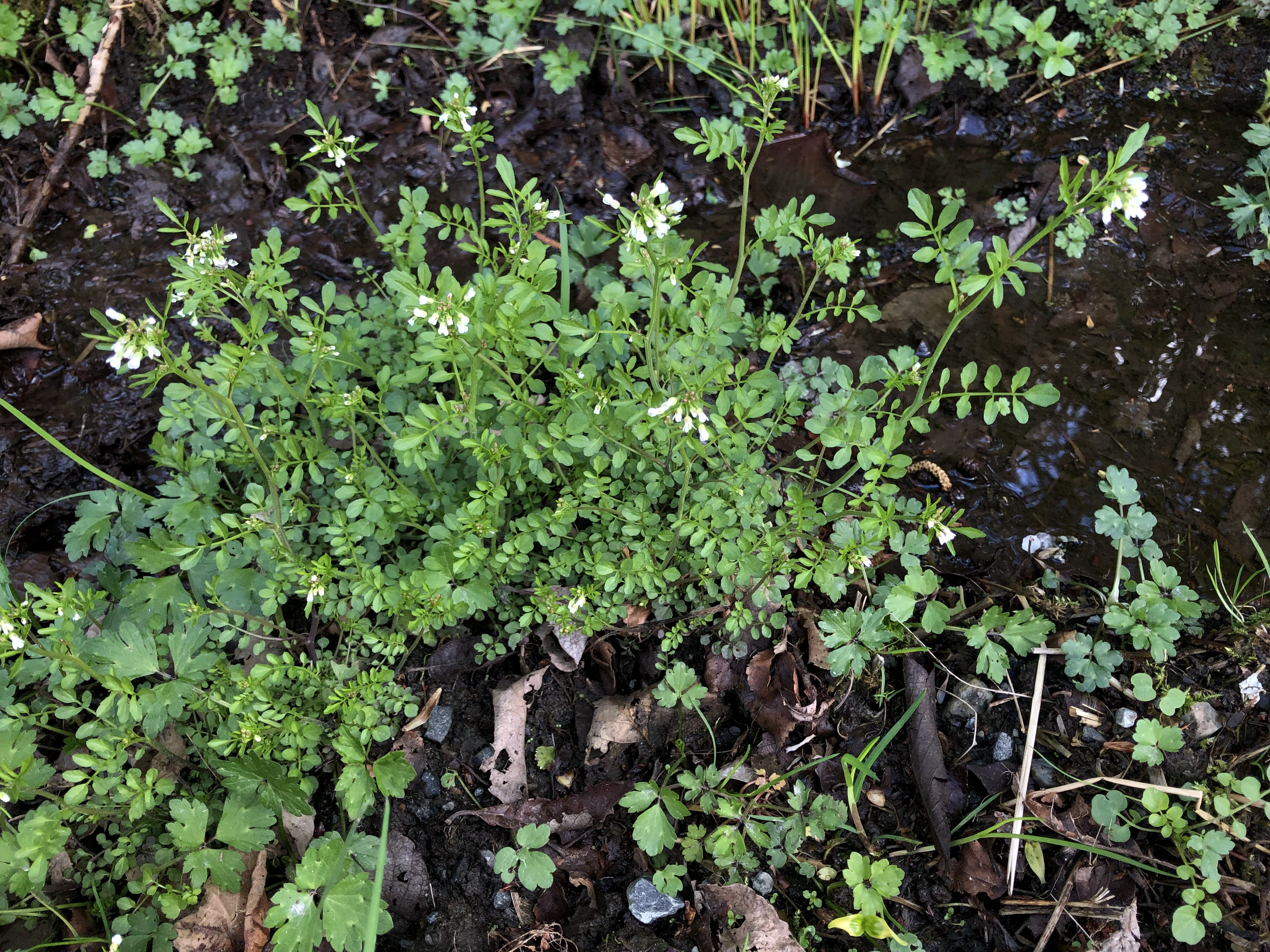 : Cardamine flexuosa.