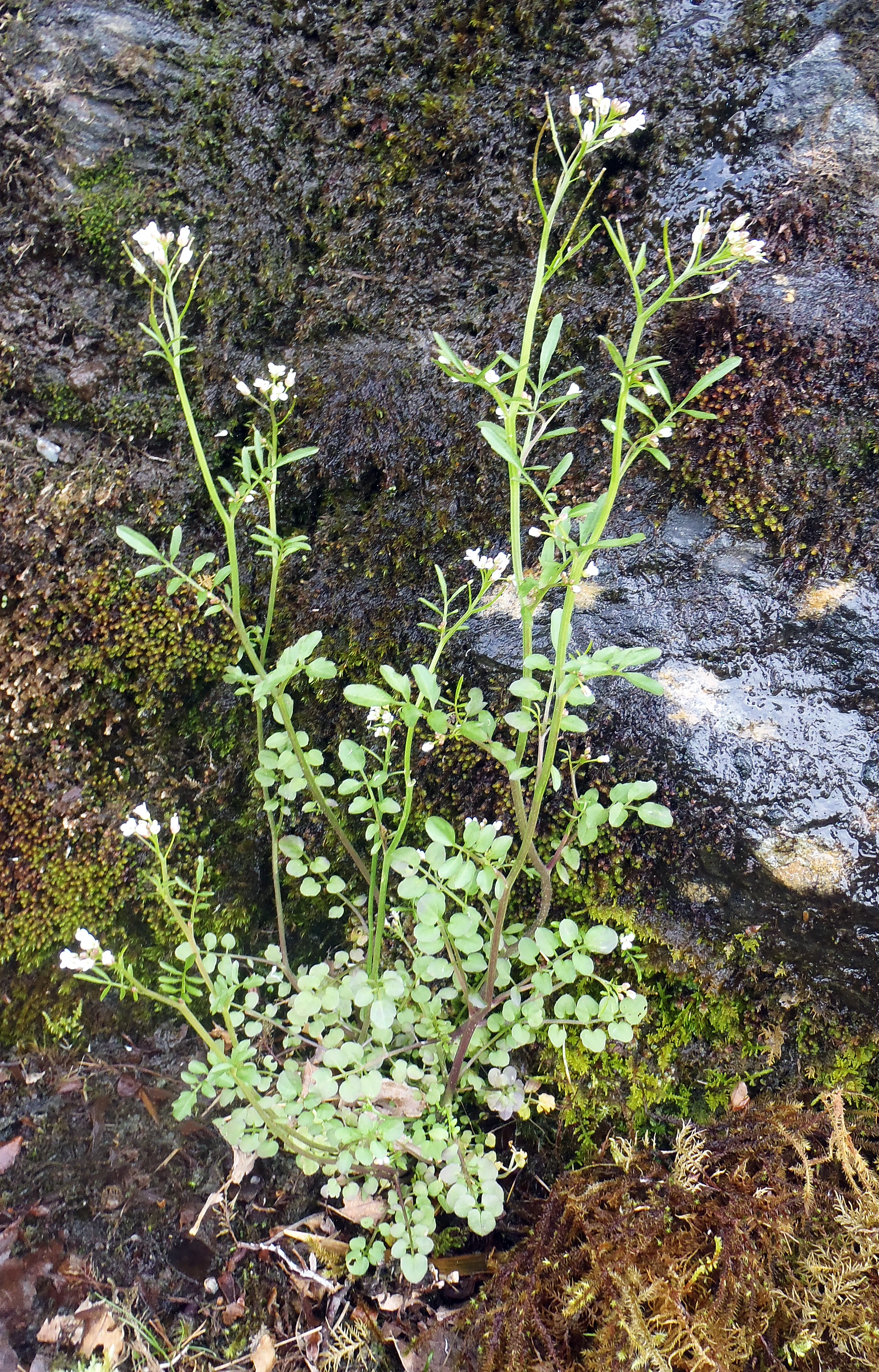 : Cardamine flexuosa.