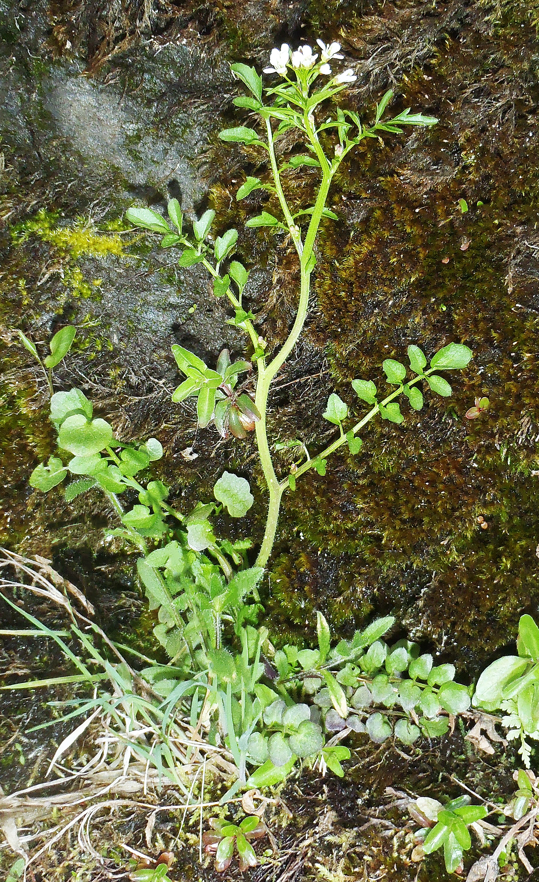 : Cardamine flexuosa.