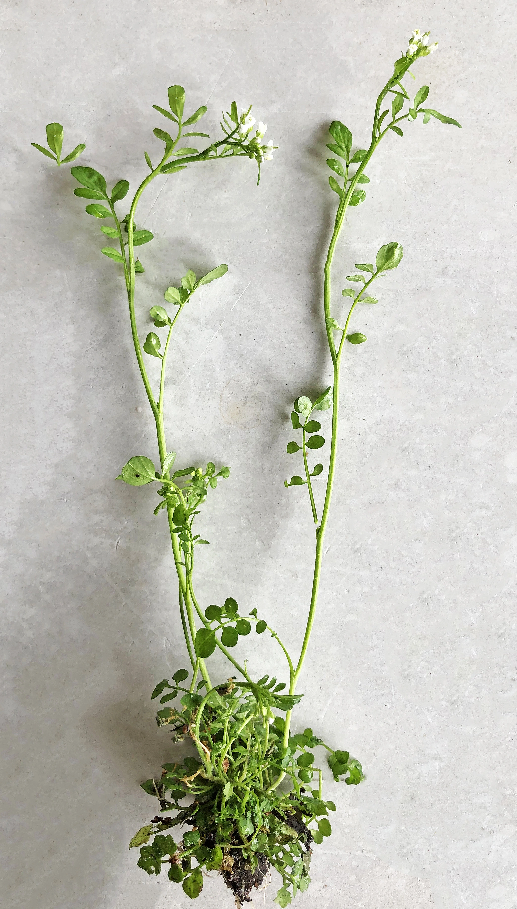 : Cardamine flexuosa.