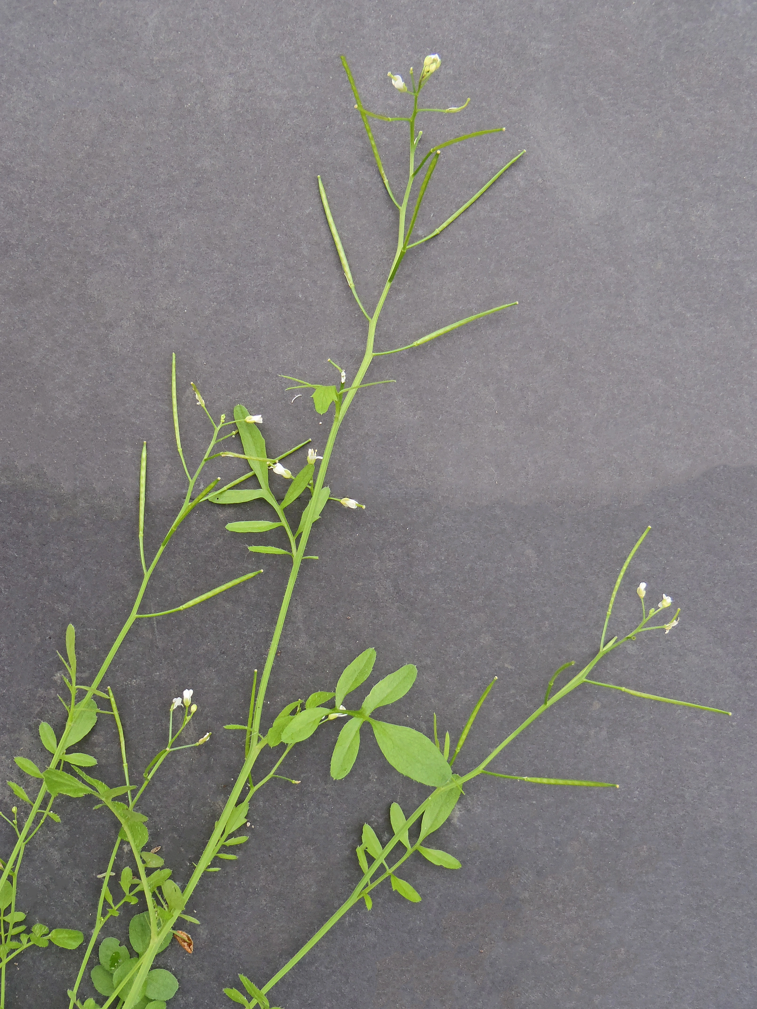 : Cardamine flexuosa.