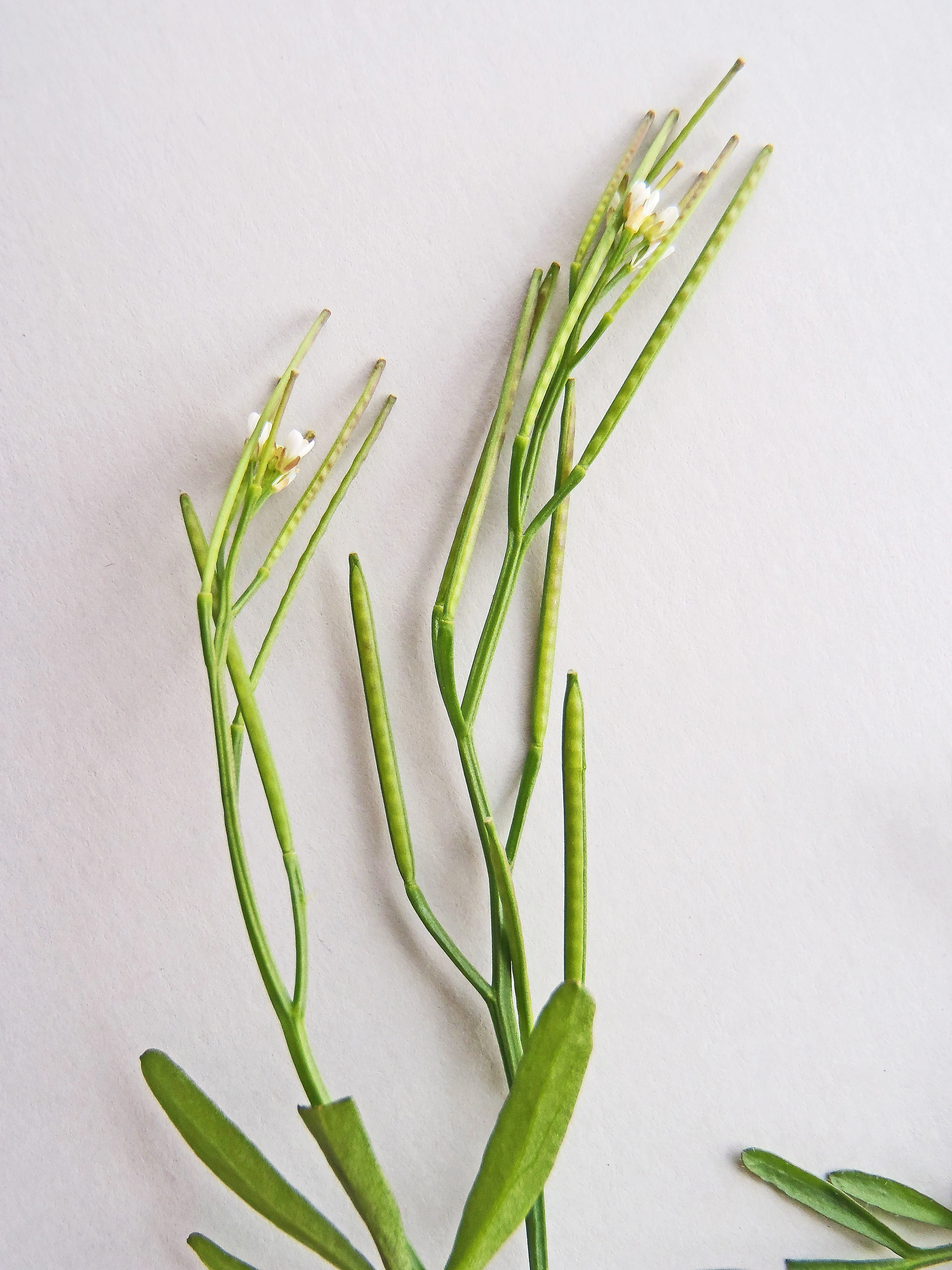 : Cardamine hirsuta.