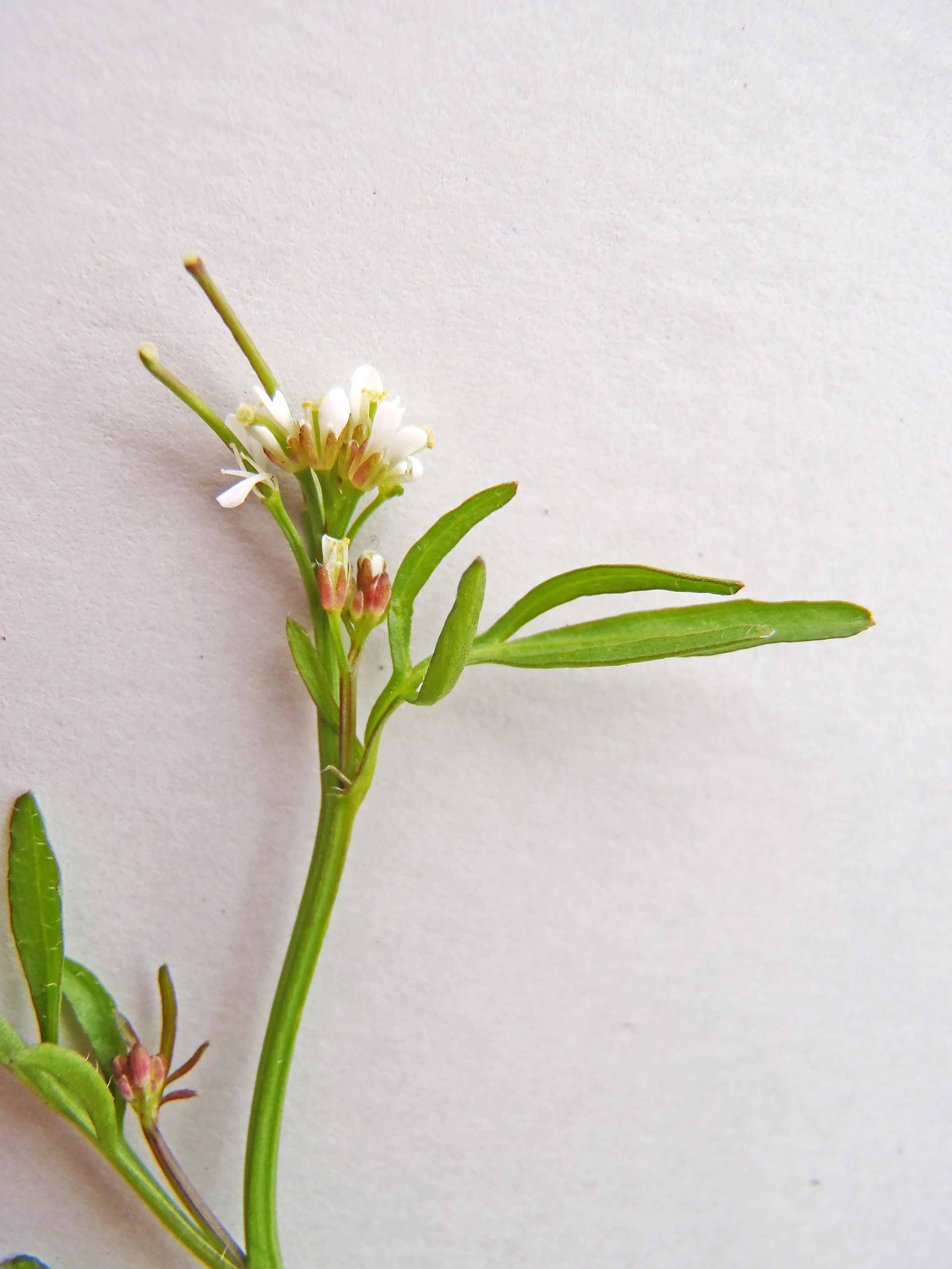 : Cardamine hirsuta.