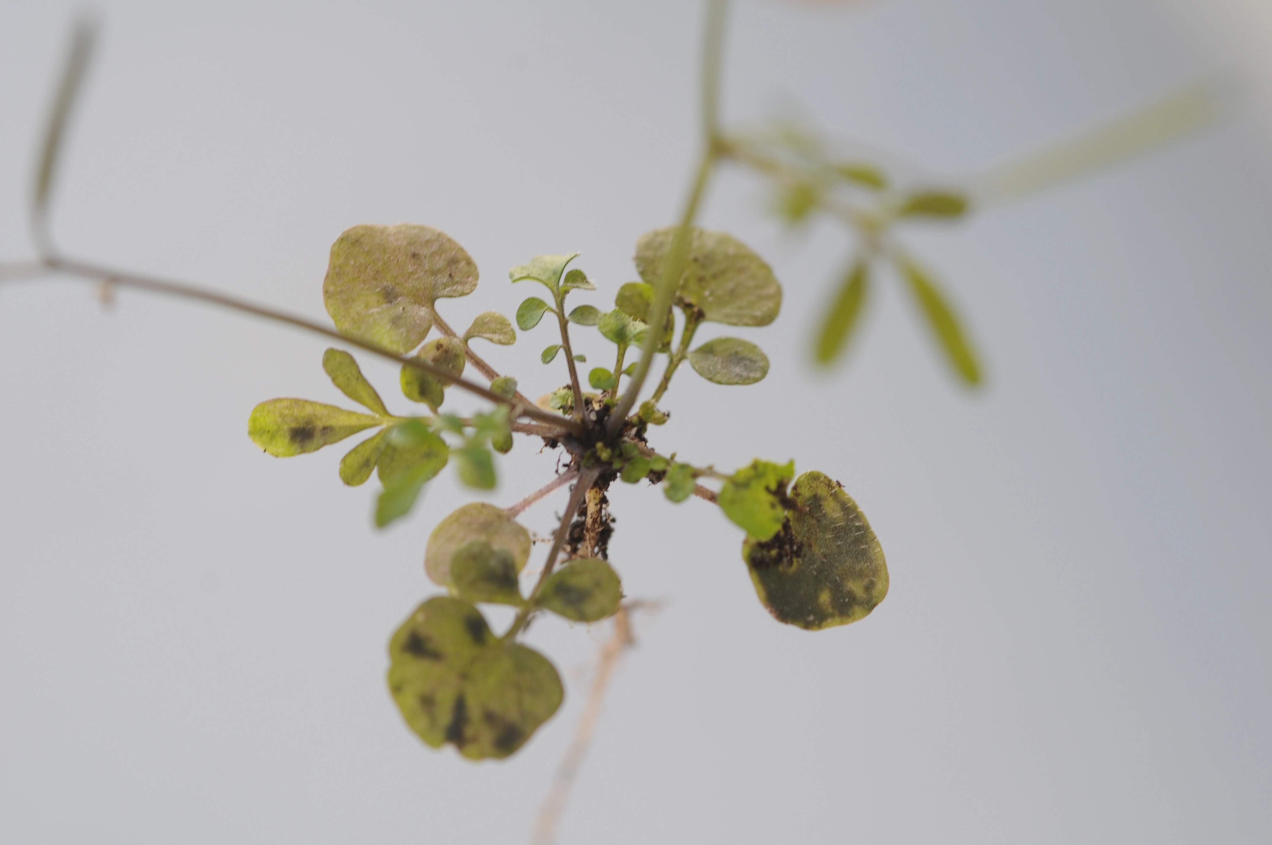 : Cardamine hirsuta.