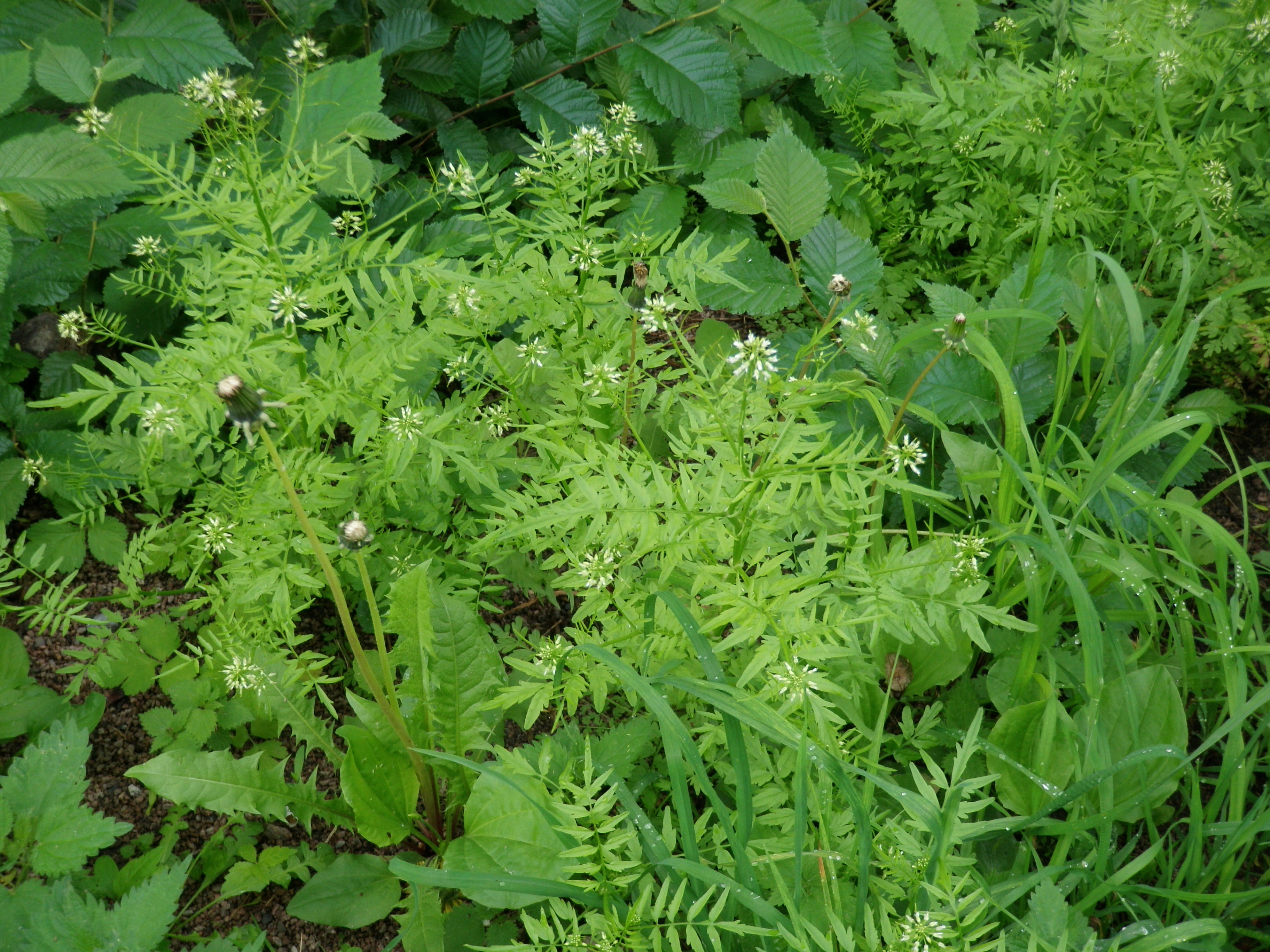 : Cardamine impatiens.