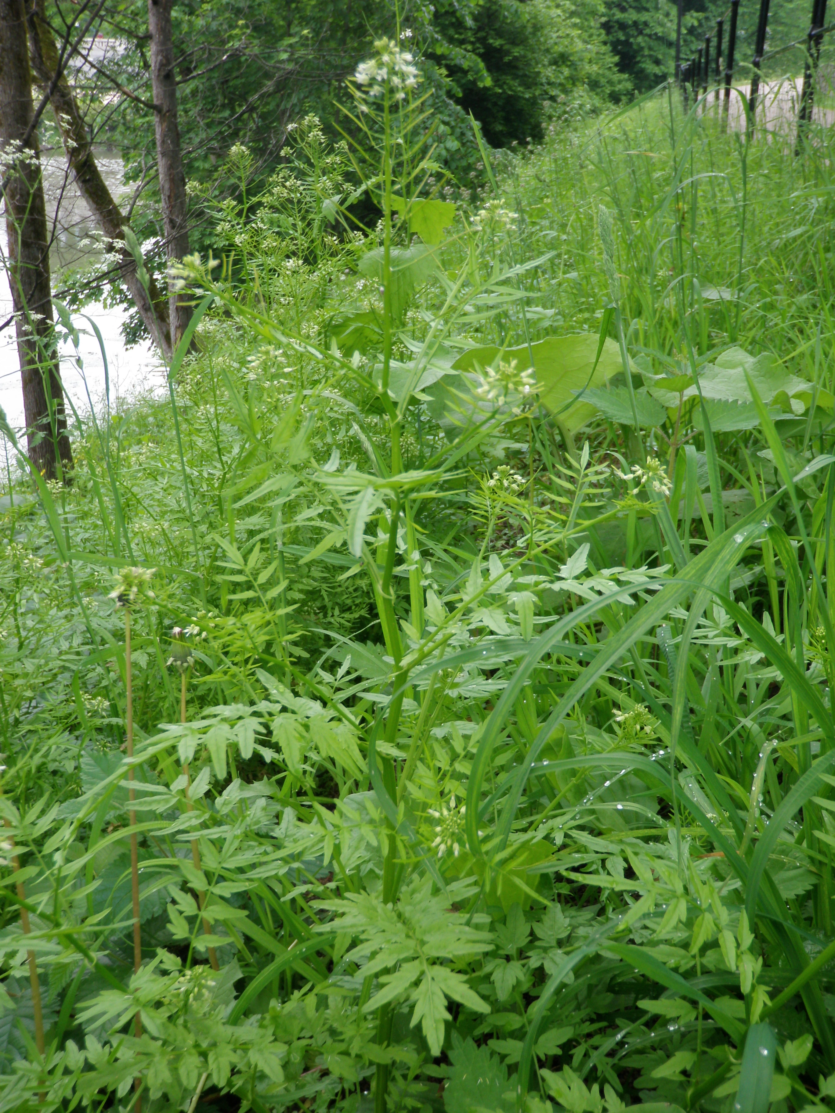 : Cardamine impatiens.